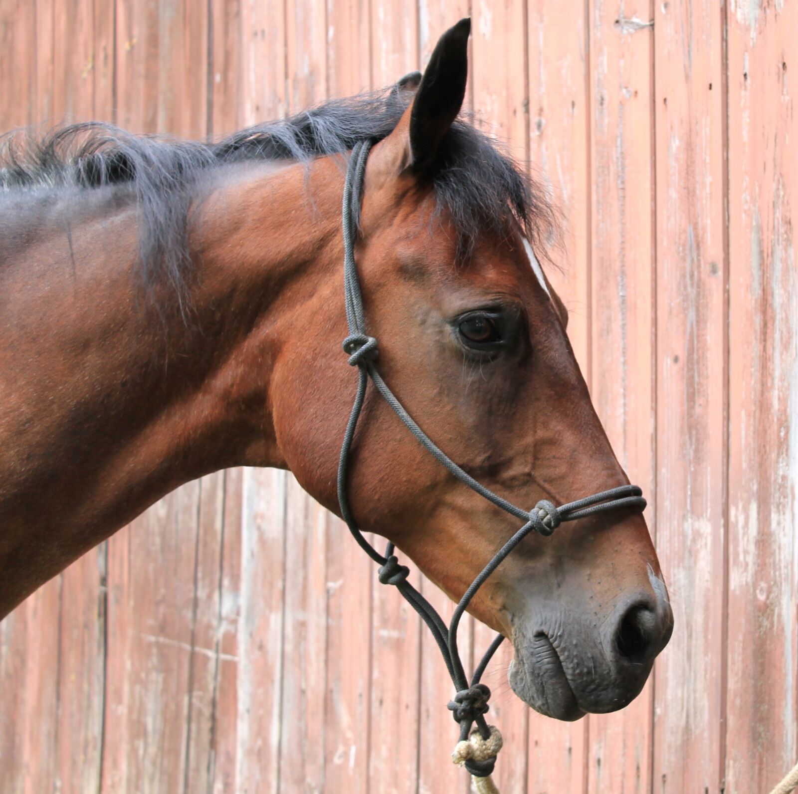 Canon EOS 1100D (EOS Rebel T3 / EOS Kiss X50) sample photo. Halter, rope halter, horse photography