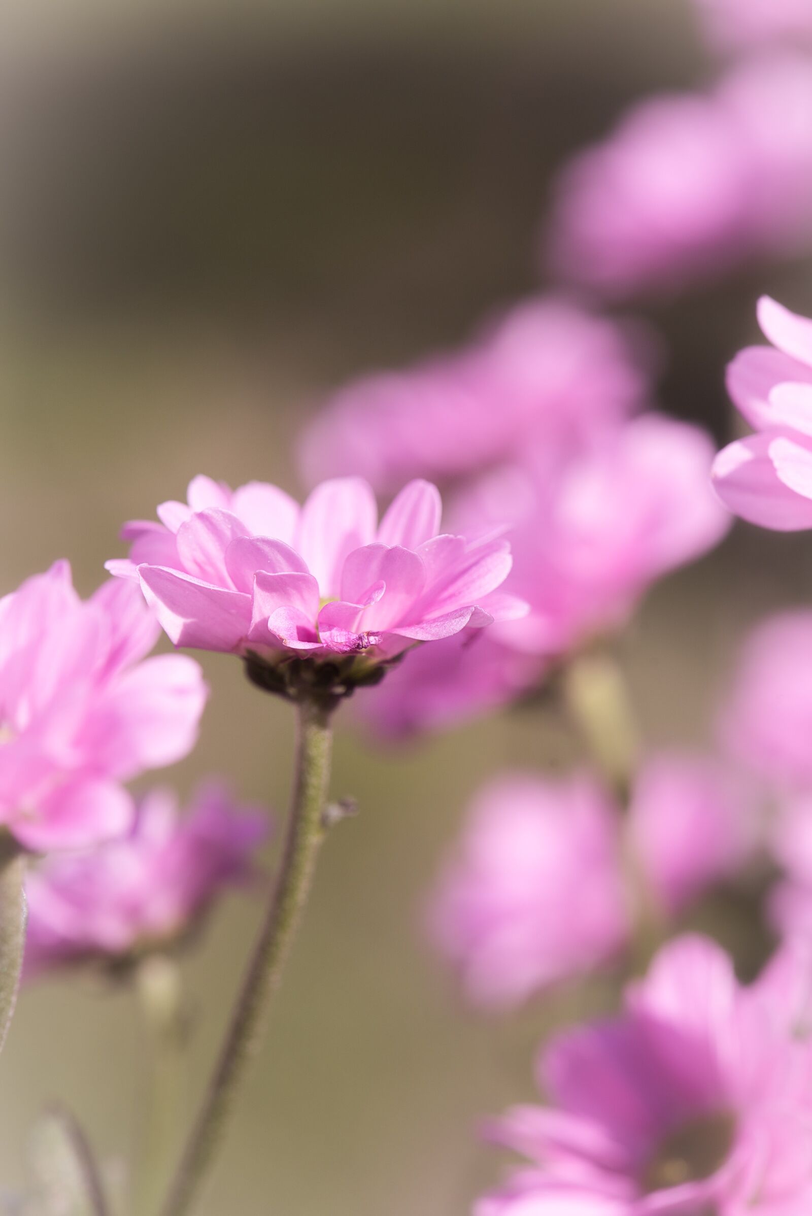 Nikon D750 sample photo. Flower, pink, pink flower photography