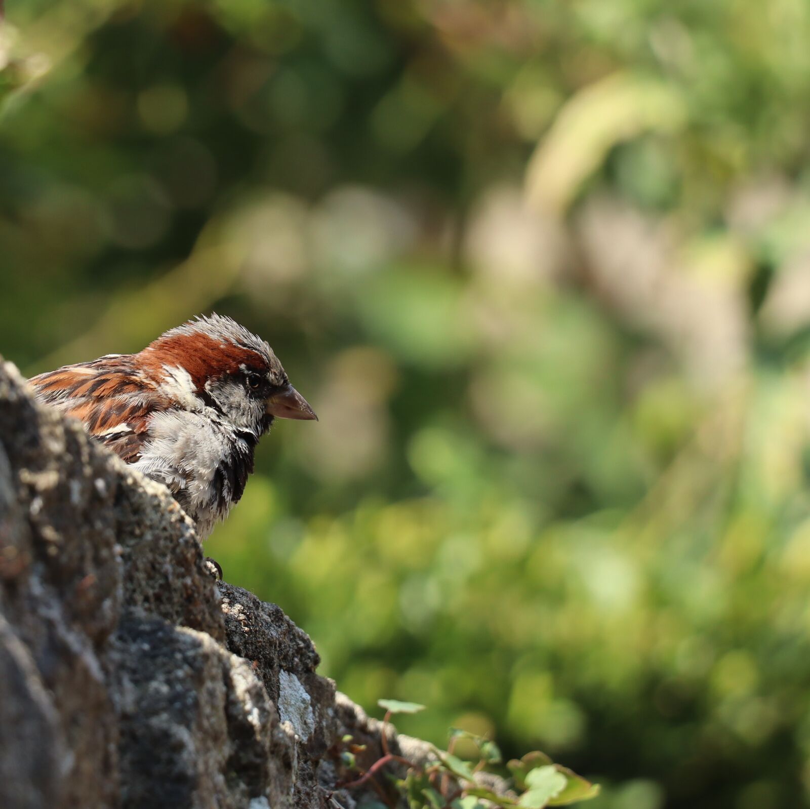 Canon EOS 250D (EOS Rebel SL3 / EOS Kiss X10 / EOS 200D II) sample photo. Sparrow, bird, perched photography