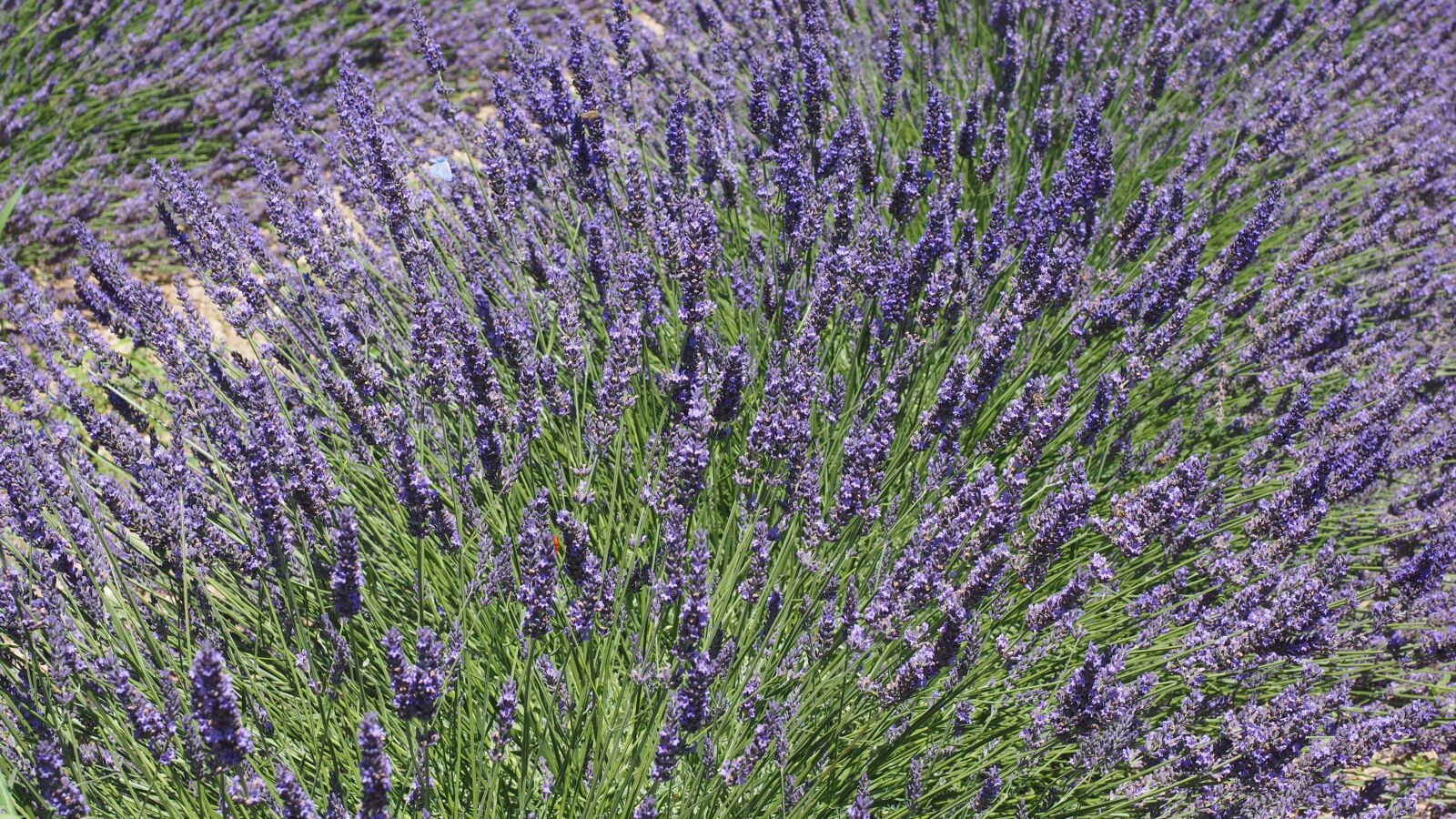 Olympus OM-D E-M1 + Olympus M.Zuiko Digital ED 12-40mm F2.8 Pro sample photo. Lavender, lavender blossom, violet photography