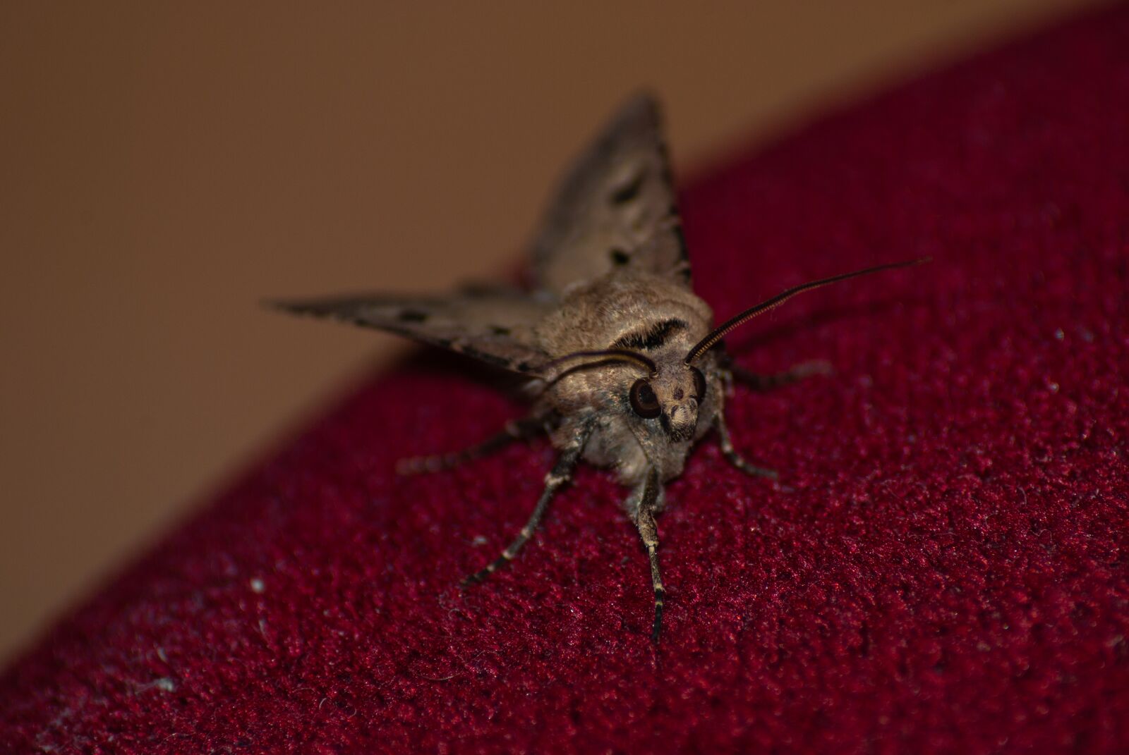 Nikon D60 sample photo. Moth, insect, macro photography