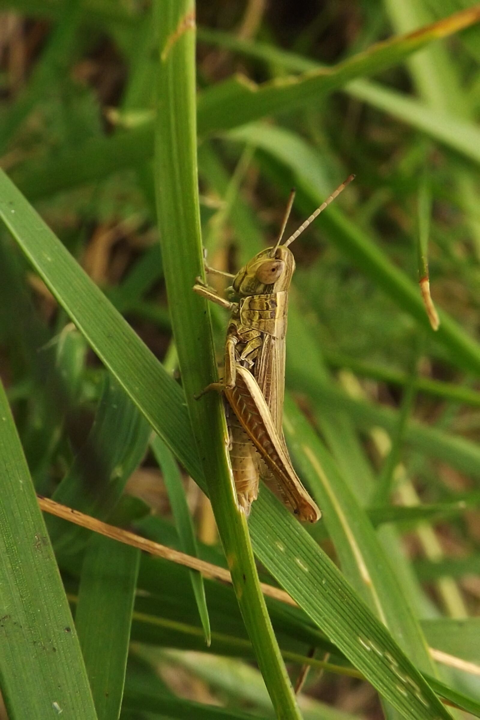 Fujifilm FinePix S4200 sample photo. Grasshopper, insect, meadow photography