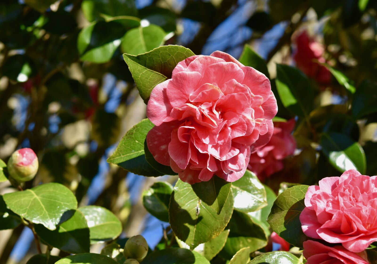Nikon D5600 sample photo. Flower of camellia, camellia photography