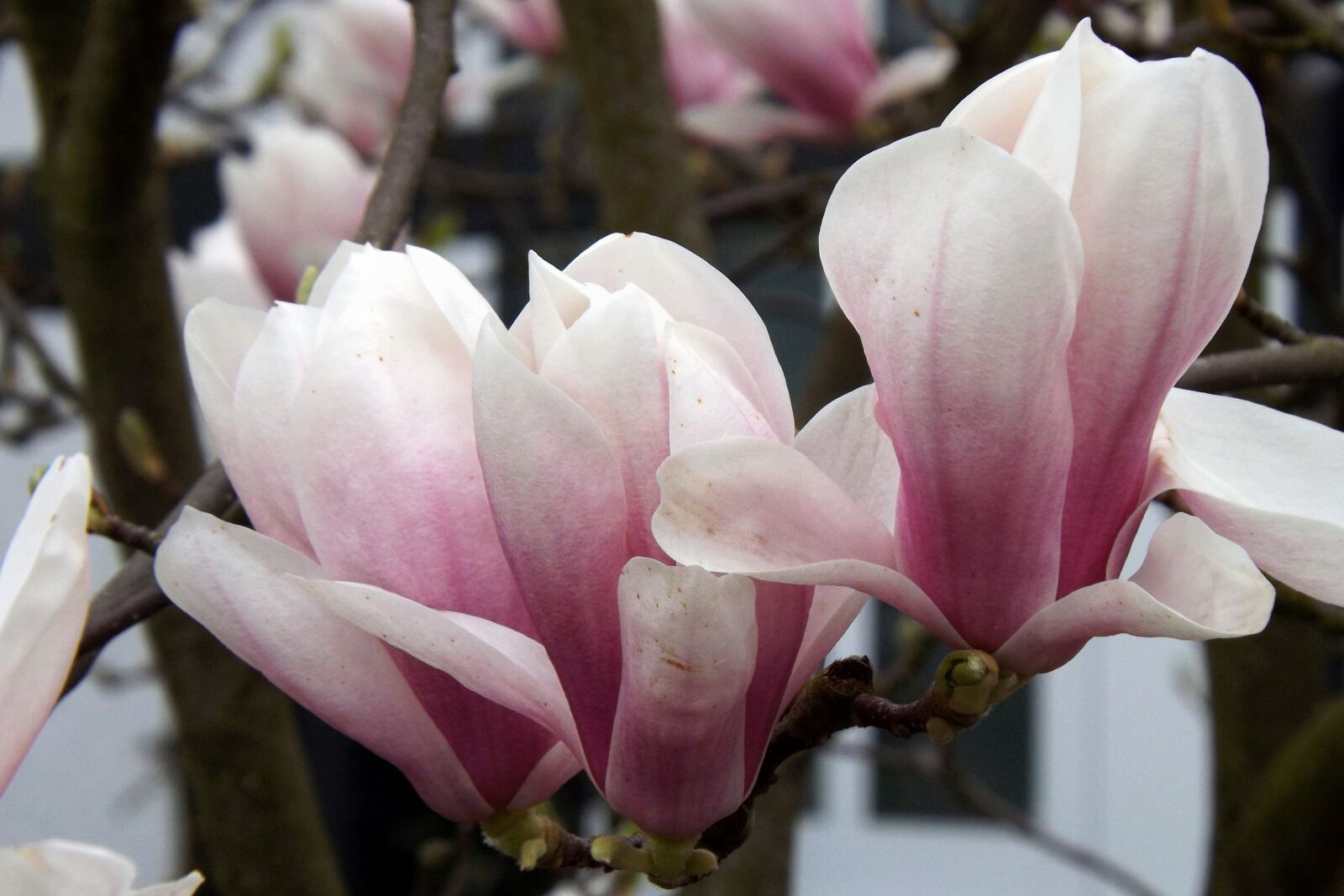 Fujifilm FinePix S4300 sample photo. Magnolia, blossom, bloom photography