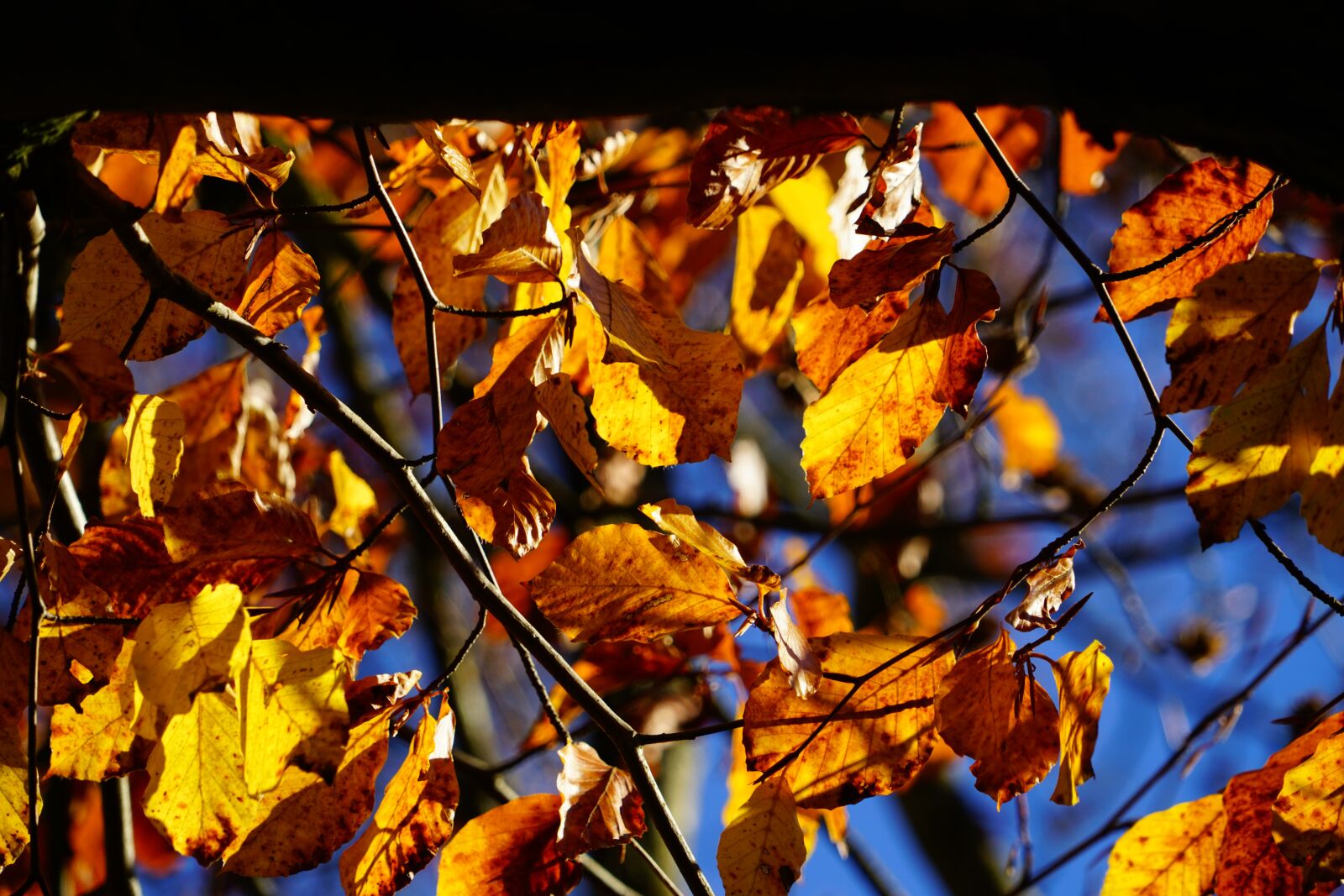 Sony a7R II sample photo. Beech, tree, autumn photography