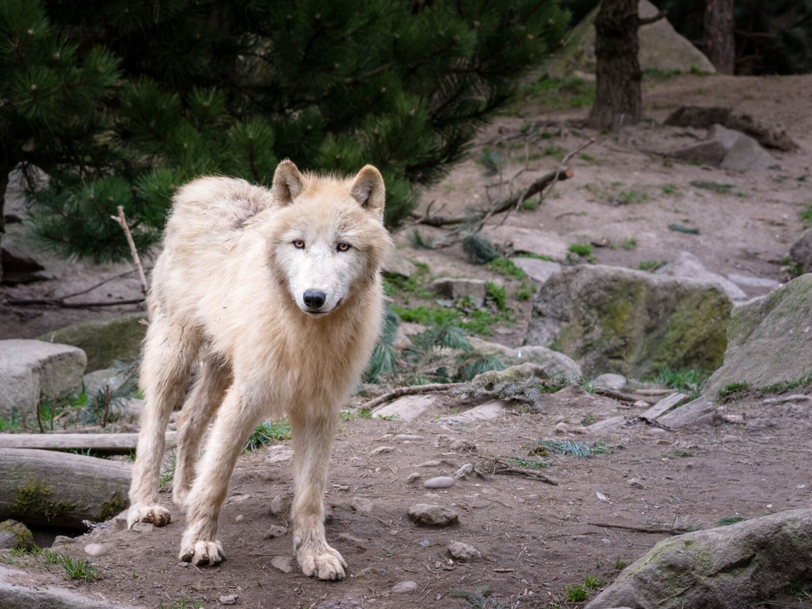 Nikon D5200 sample photo. Wolf, animal, predator photography
