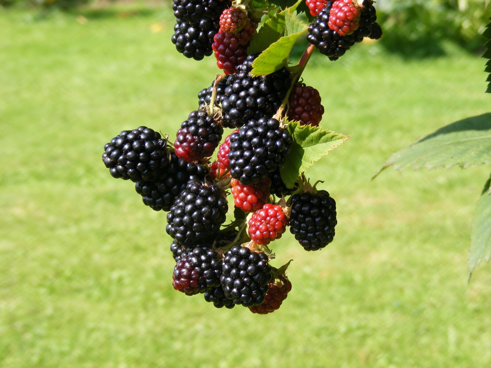 Fujifilm FinePix S5700 S700 sample photo. Nature, blackberries, fruit photography