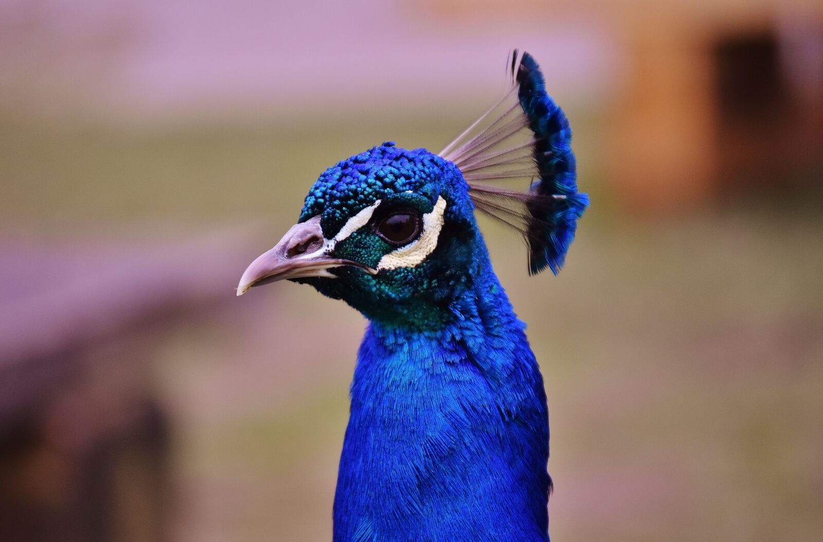 Nikon D7200 sample photo. Peacock, bird, animal photography