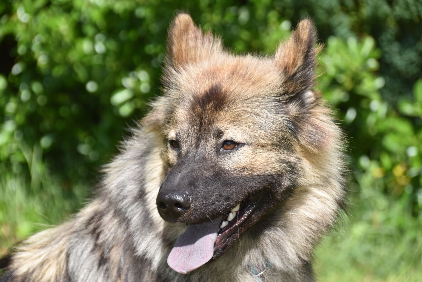 Nikon D5600 sample photo. Dog, dog eurasier, bitch photography