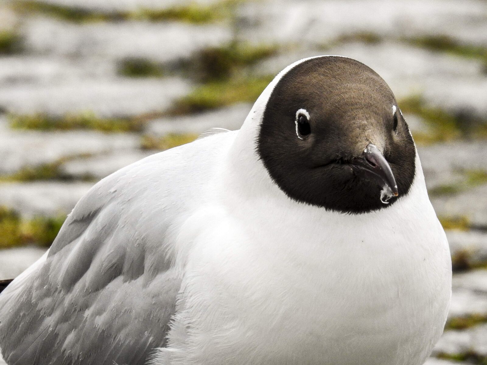Nikon Coolpix P900 sample photo. Black headed gull, seagull photography