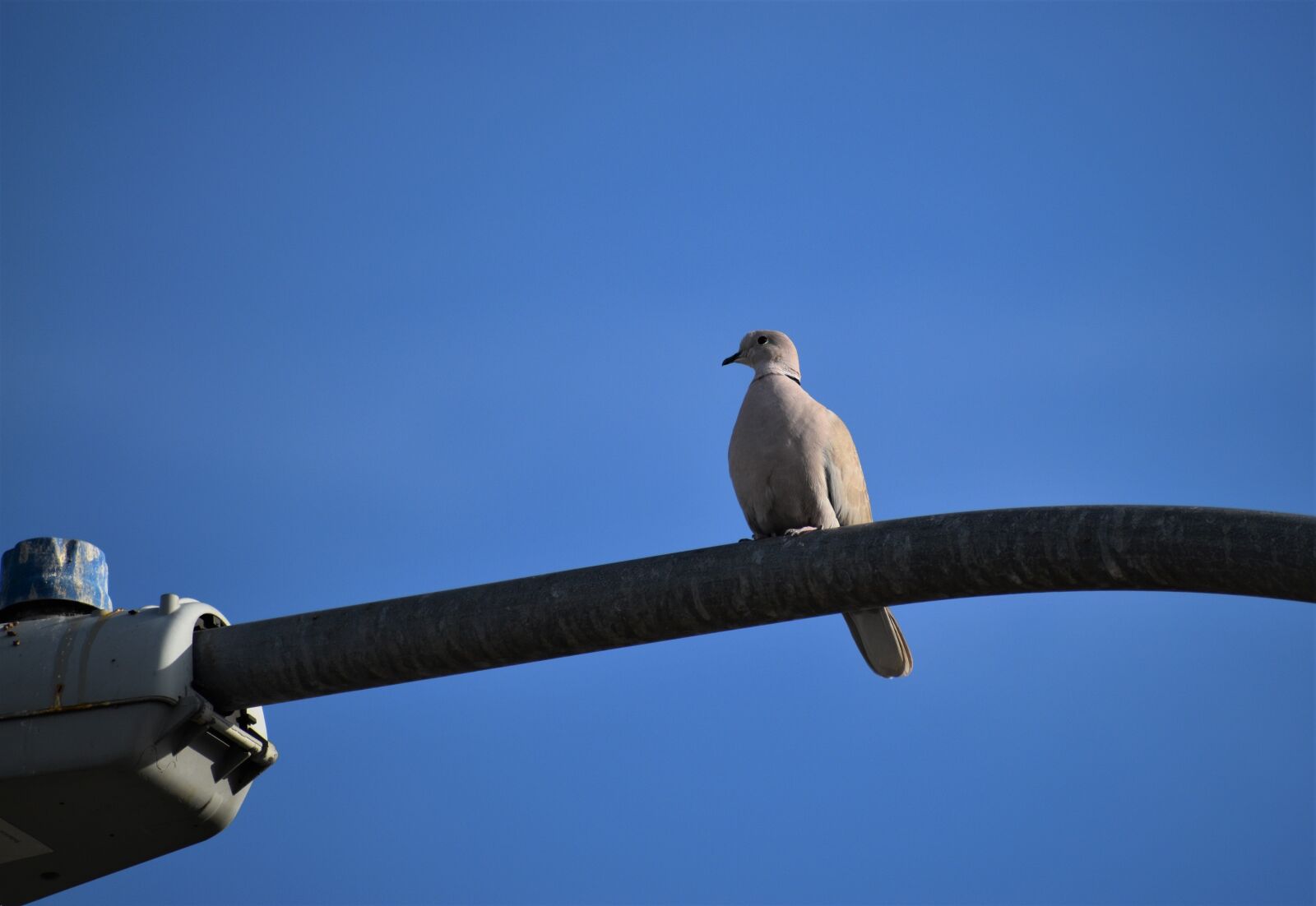 Nikon D3500 sample photo. Dove, perched, lamp post photography