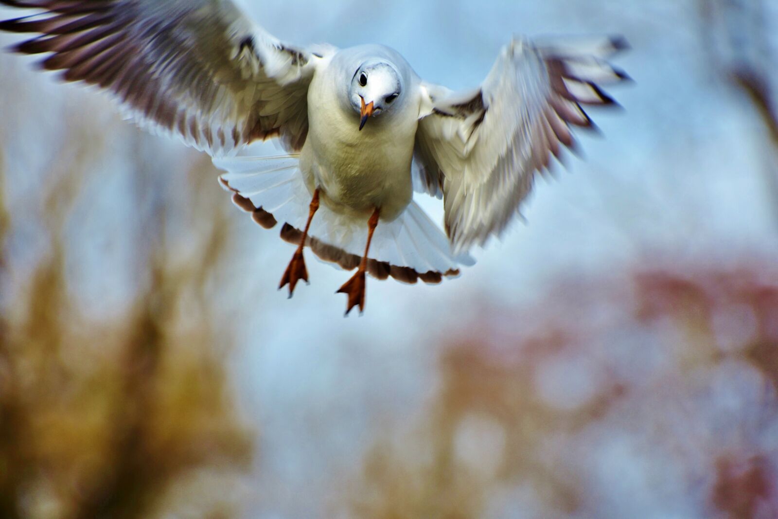 Nikon D7200 sample photo. Seagull, bird, white photography