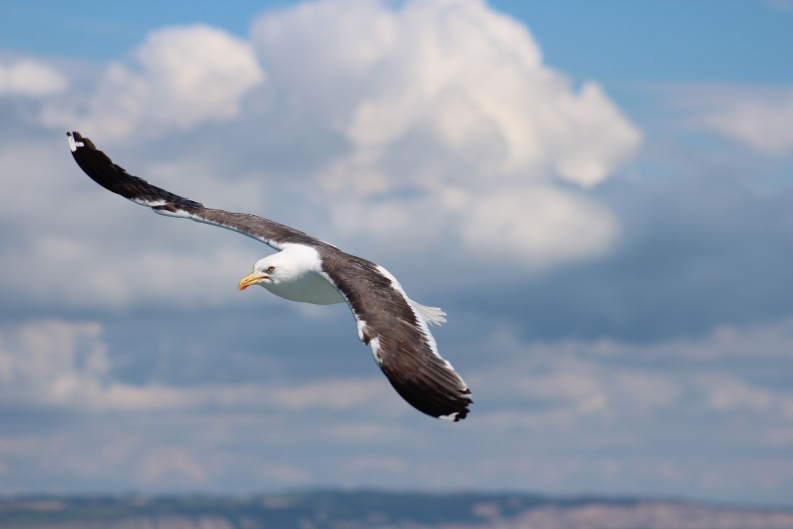 Canon EF 75-300mm f/4-5.6 USM sample photo. Bird, sky, nature photography