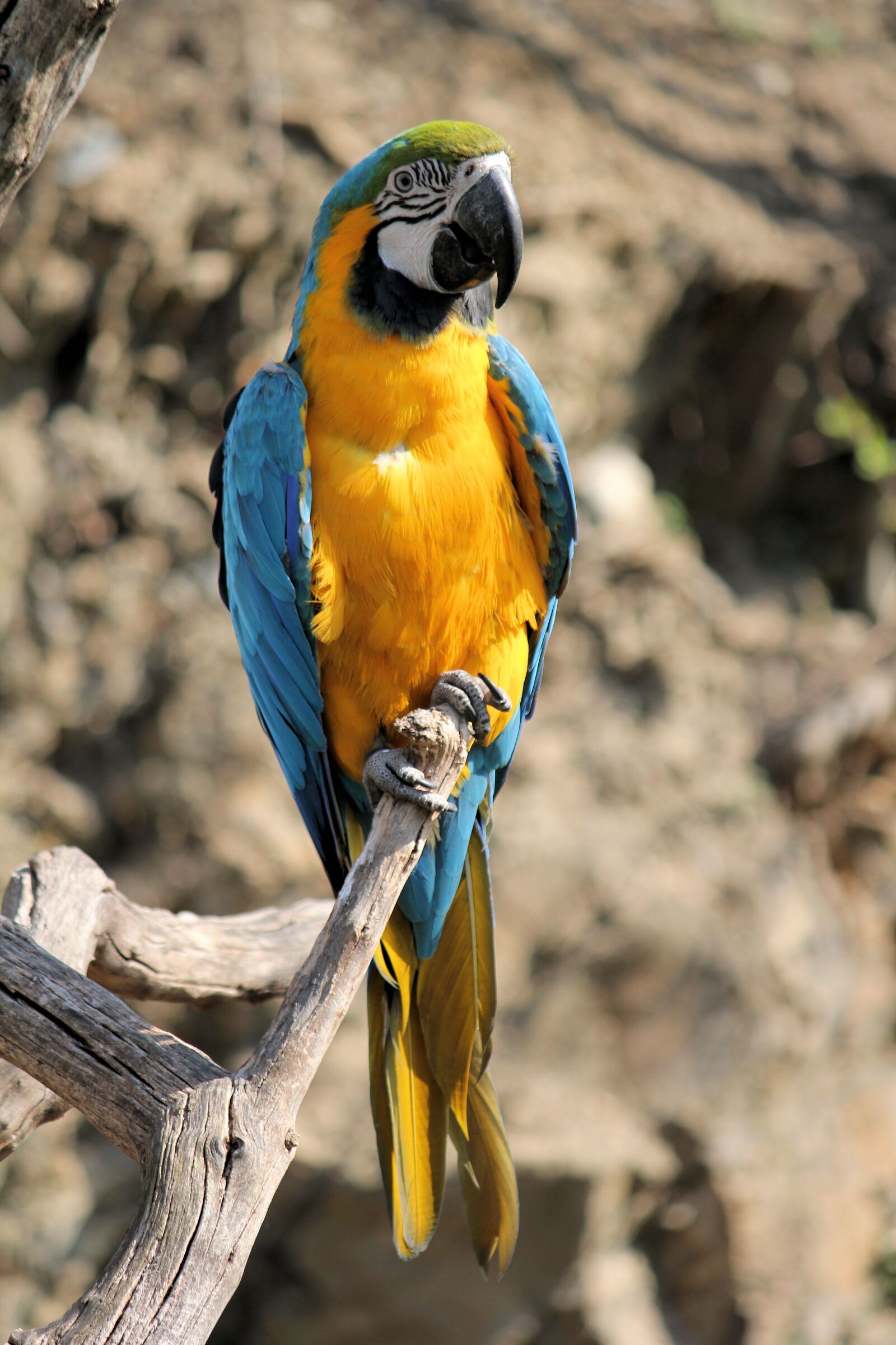 Canon EOS 550D (EOS Rebel T2i / EOS Kiss X4) sample photo. Ara, ararauna, parrot photography