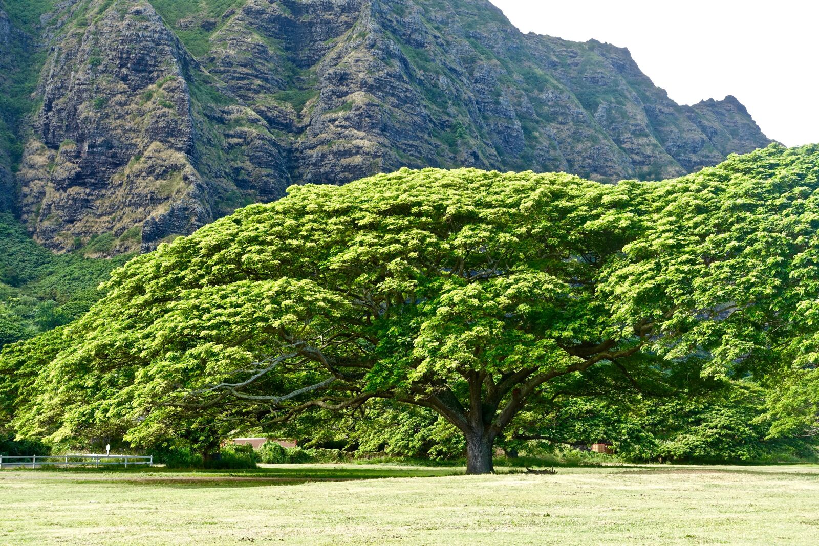 Sony Cyber-shot DSC-RX100 III sample photo. Tree, monkeypod, hawaii photography