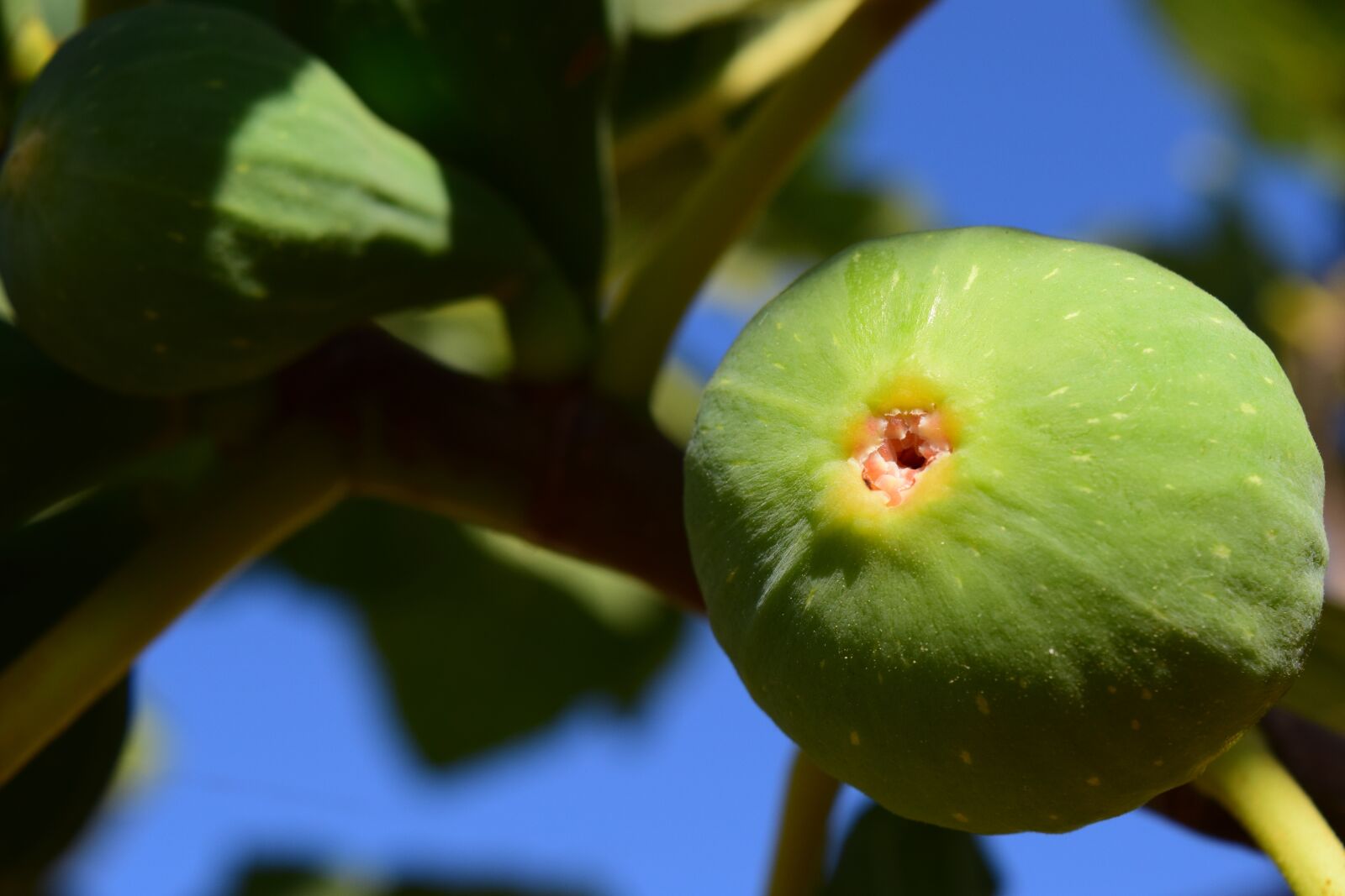 Nikon D3300 sample photo. Fig, fig tree, real photography
