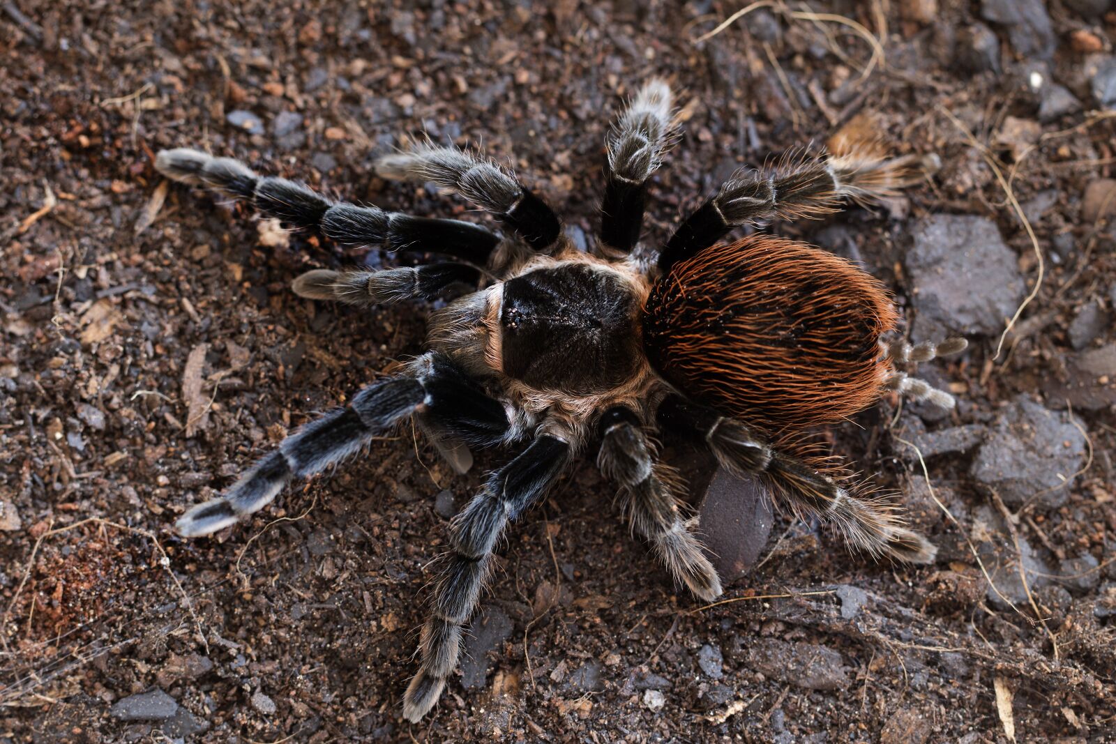 Canon EF 100mm F2.8L Macro IS USM sample photo. Tarantula, brachypelma, vagans photography