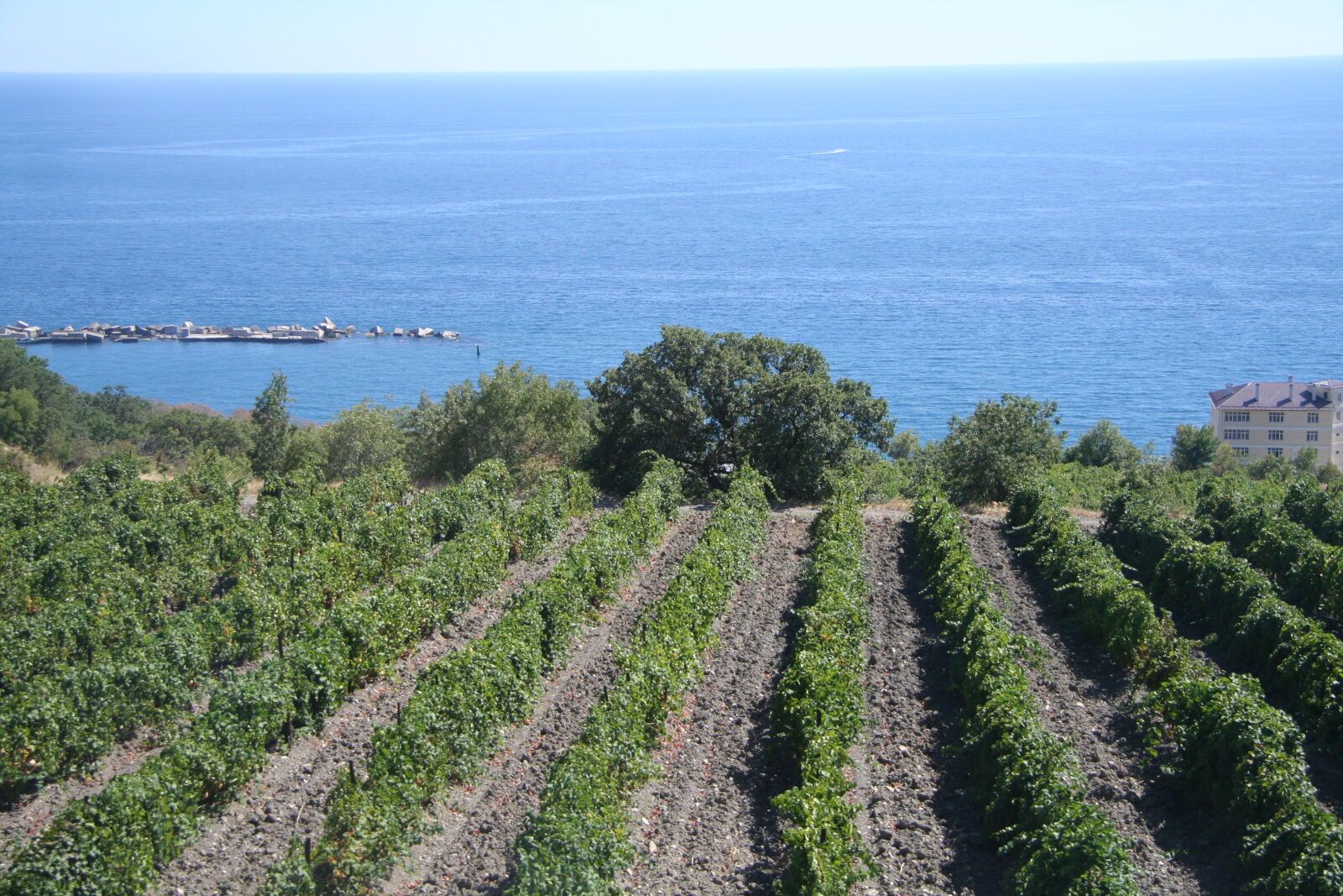 Canon EOS 350D (EOS Digital Rebel XT / EOS Kiss Digital N) sample photo. See, vineyard, crimea, green photography