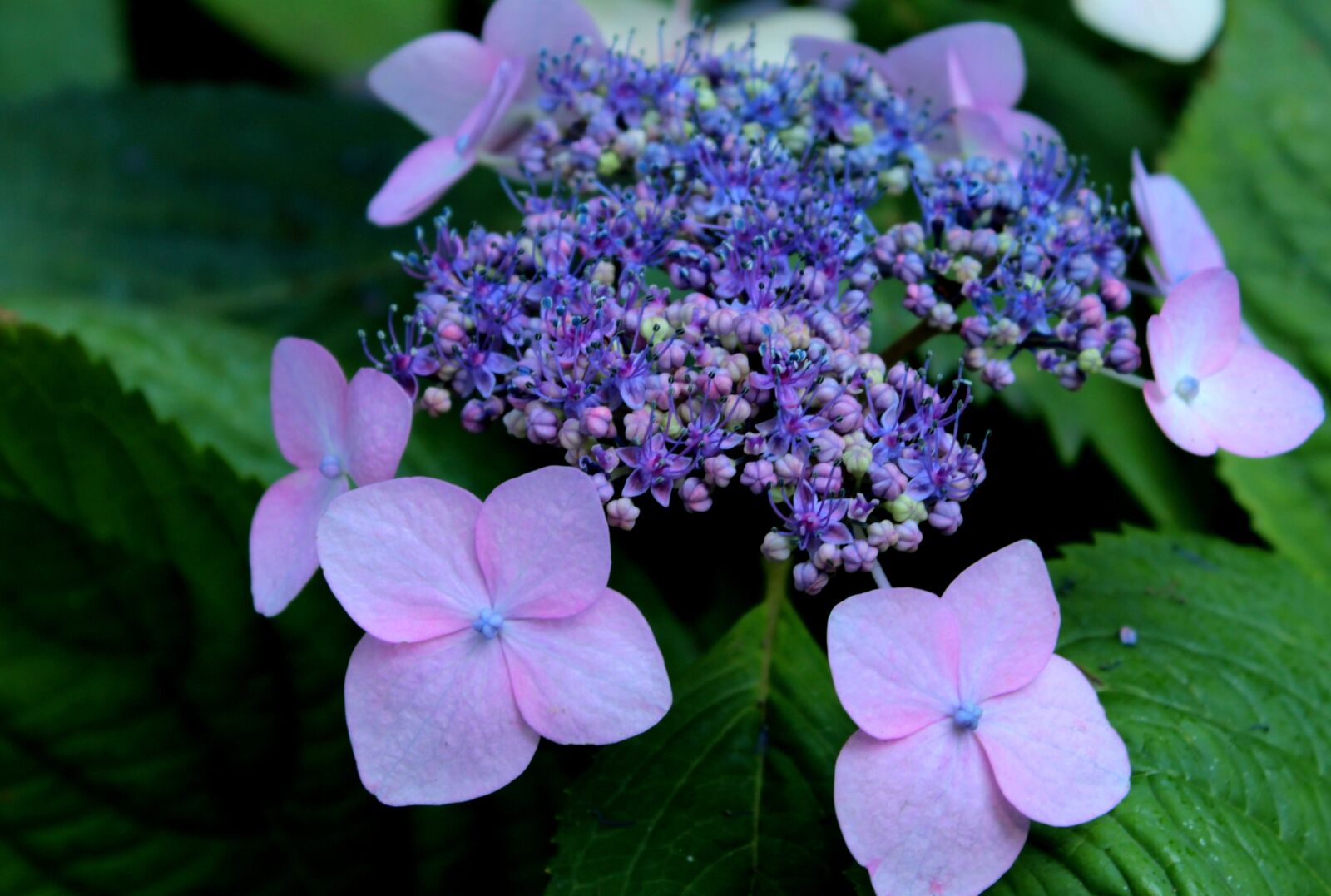 Canon EOS 600D (Rebel EOS T3i / EOS Kiss X5) sample photo. Hydrangea, intense blue, flowers photography