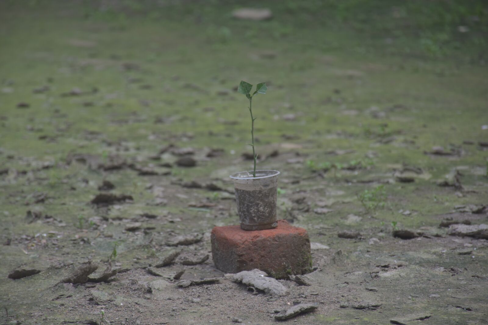 Nikon D5600 sample photo. Plant, nursery plant, lemon photography