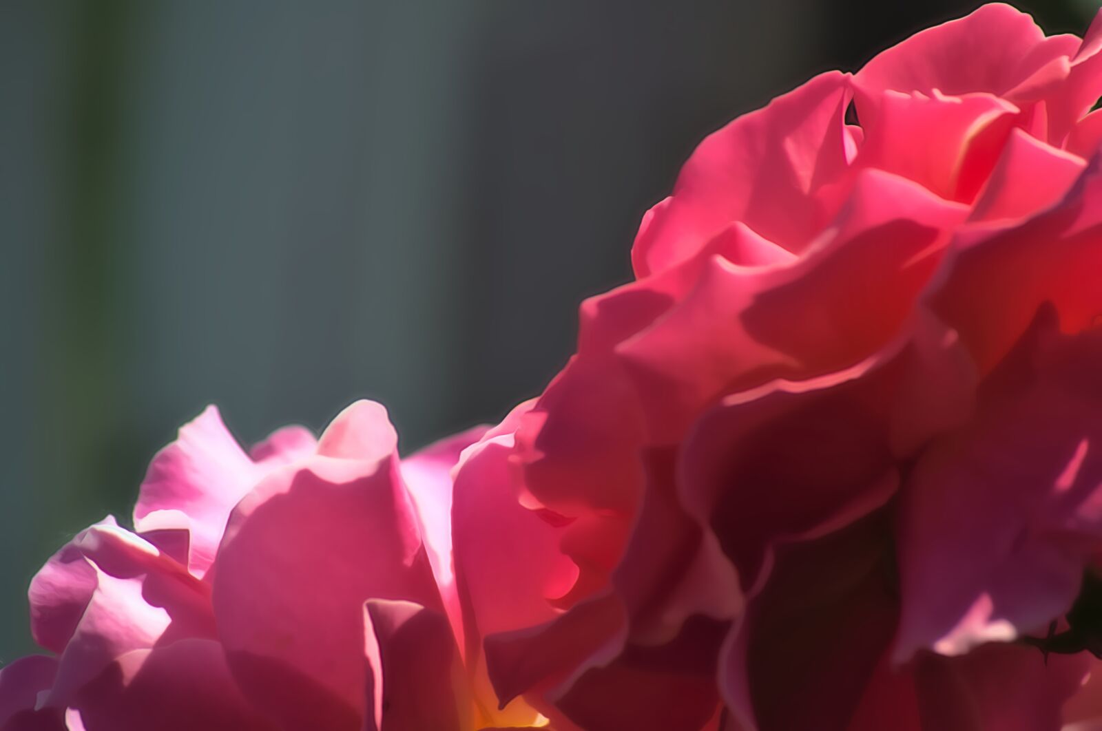 Nikon D3100 sample photo. Soft focus, pink, rose photography