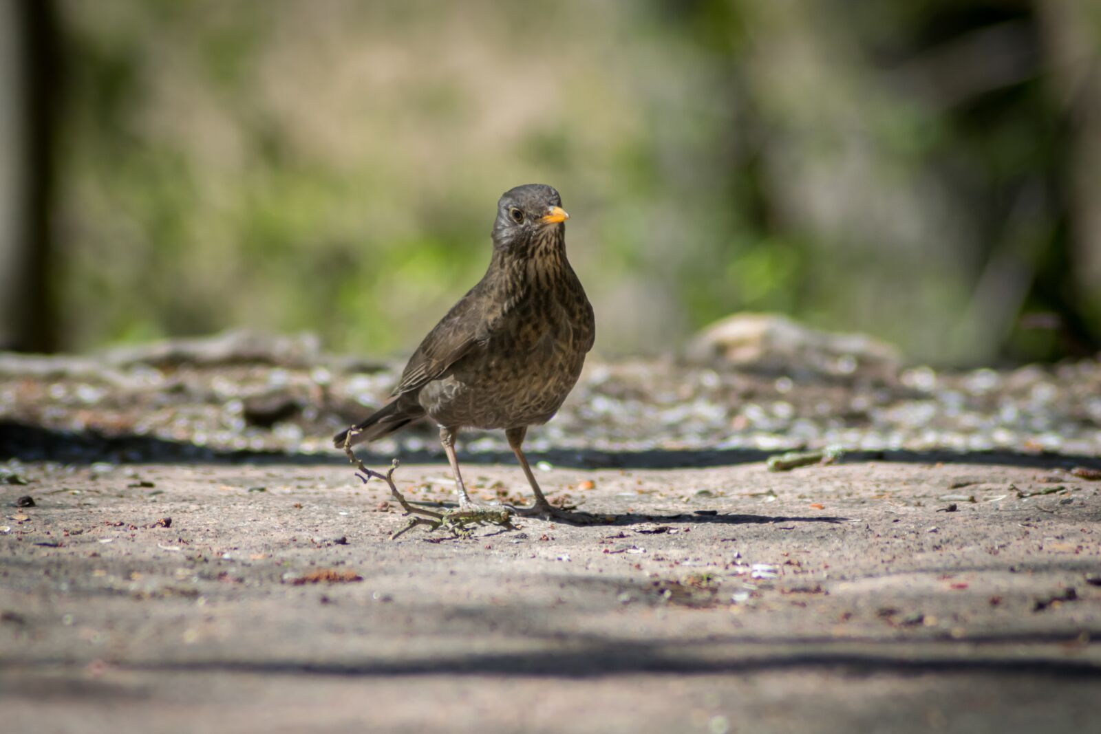 Nikon D3300 sample photo. Blackbird, bird, natural thrush photography