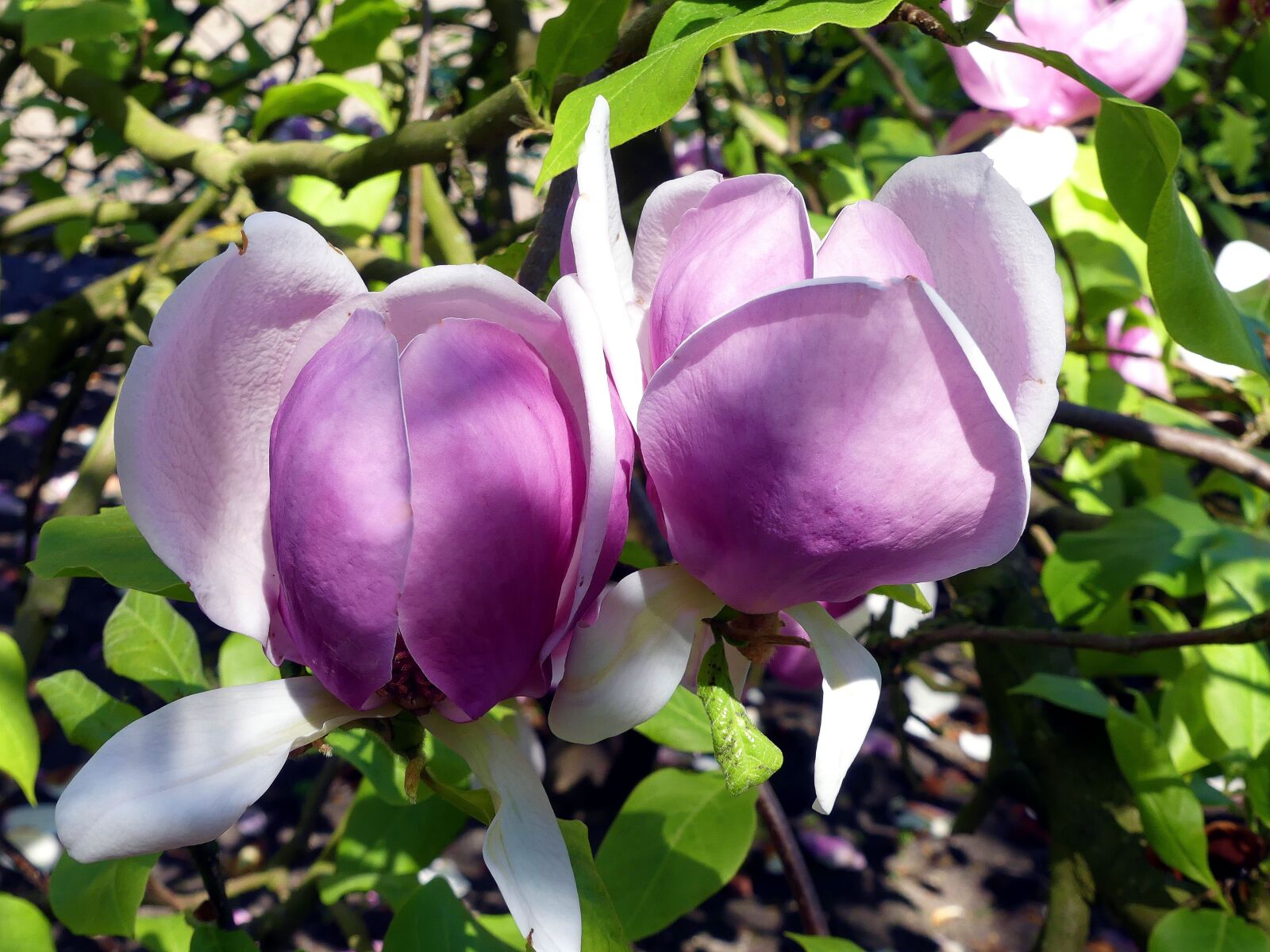 Panasonic Lumix DMC-FZ300 sample photo. Magnolia, spring, fr hlingsbl photography