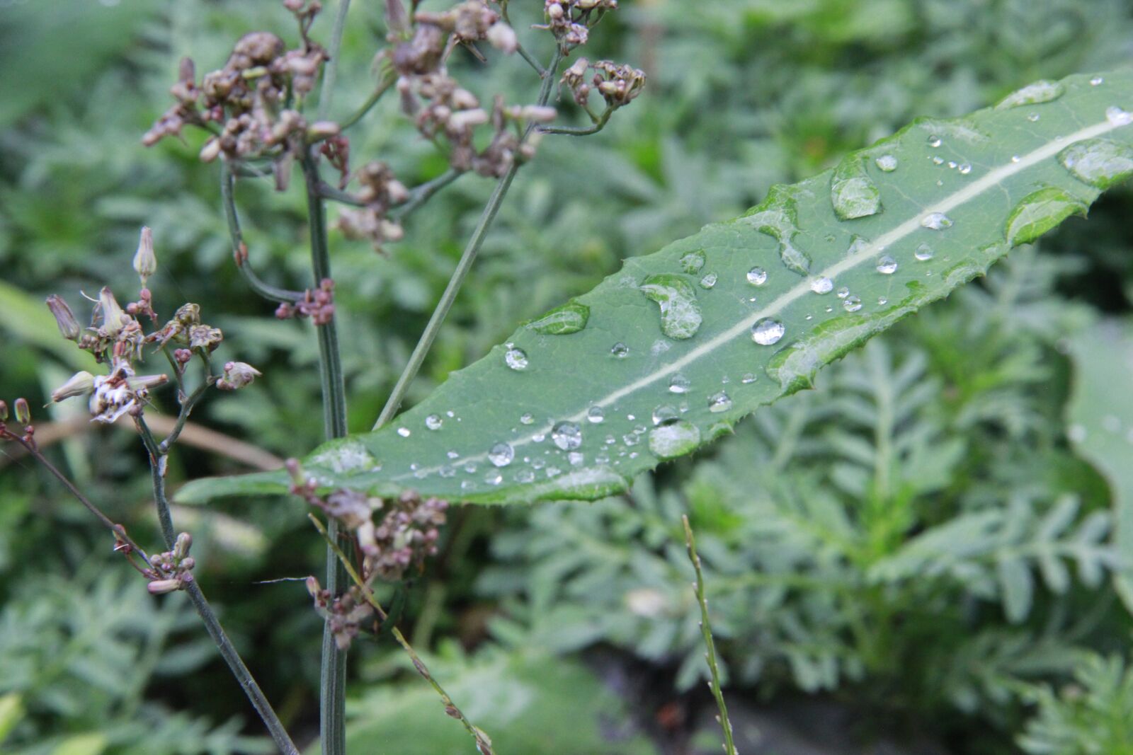 Canon EOS 550D (EOS Rebel T2i / EOS Kiss X4) sample photo. Water drops, weeds, leaf photography