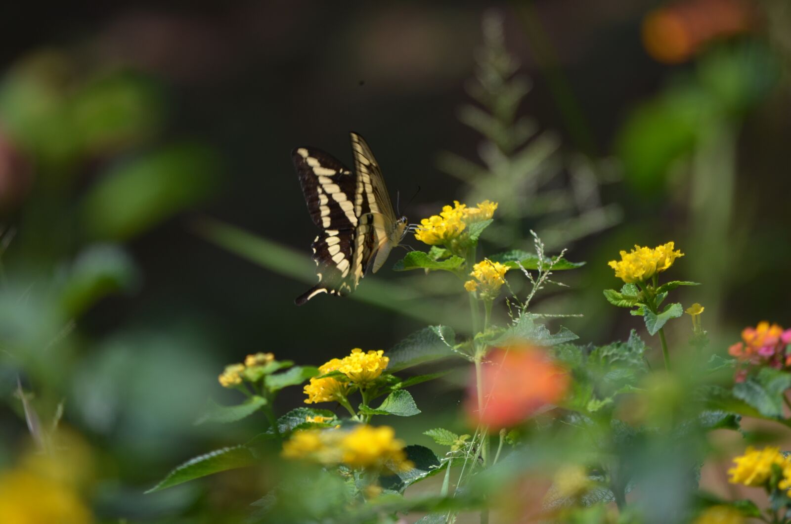 Nikon D5100 sample photo. Butterfly, insect, insects photography