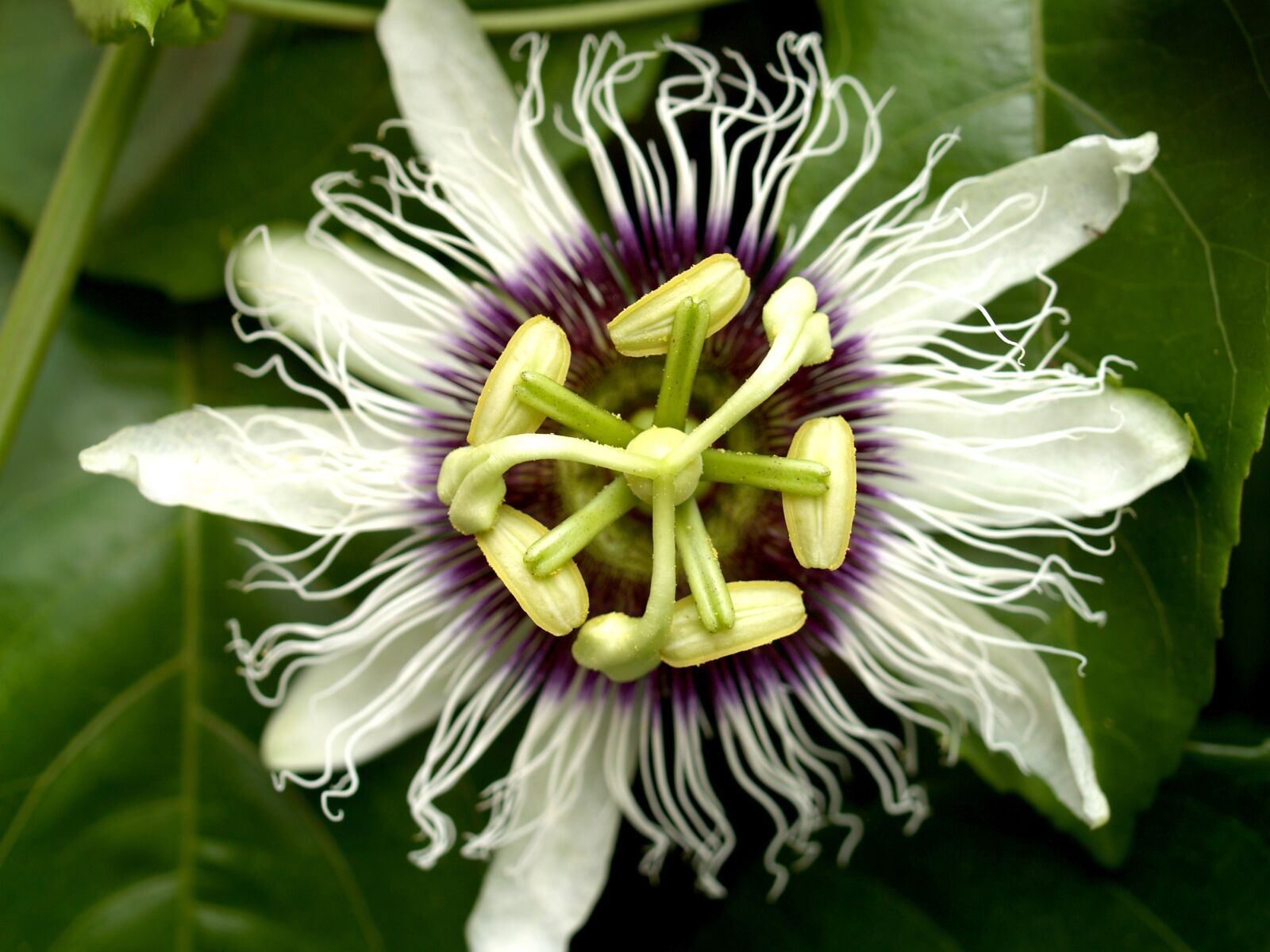 Olympus E-300 (EVOLT E-300) sample photo. Passion, flower, fruit photography
