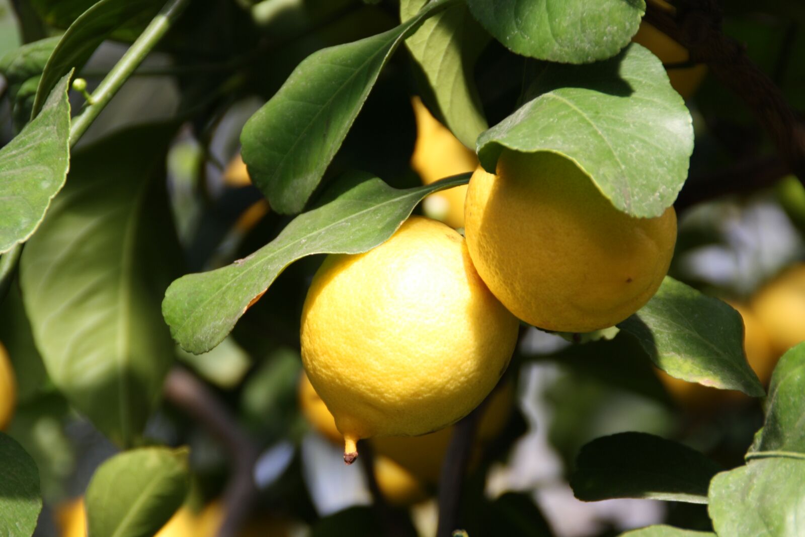 Canon EOS 1000D (EOS Digital Rebel XS / EOS Kiss F) sample photo. Lemon, tree, plant photography