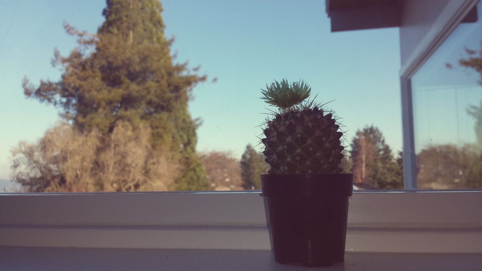 Samsung Galaxy S4 sample photo. Cactus photography