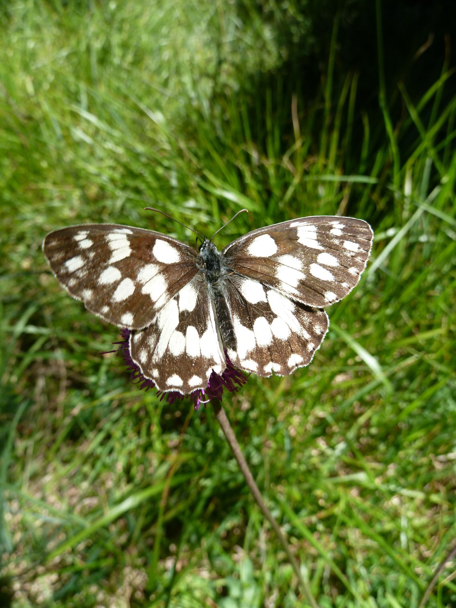 Panasonic Lumix DMC-ZS5 (Lumix DMC-TZ8) sample photo. Nature, butterfly, close up photography