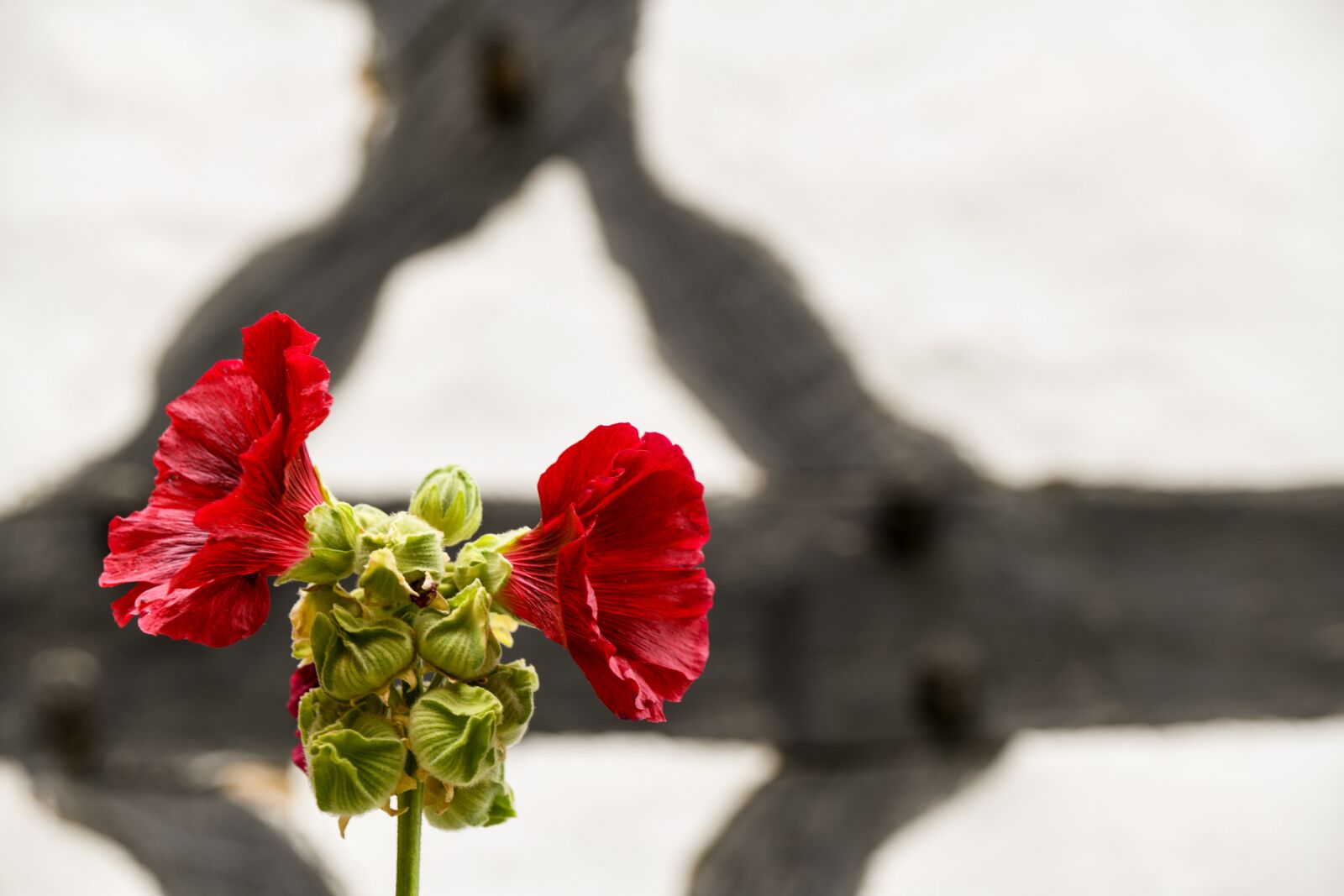 Tamron 28-300mm F3.5-6.3 Di VC PZD sample photo. Stock rose, flower, truss photography