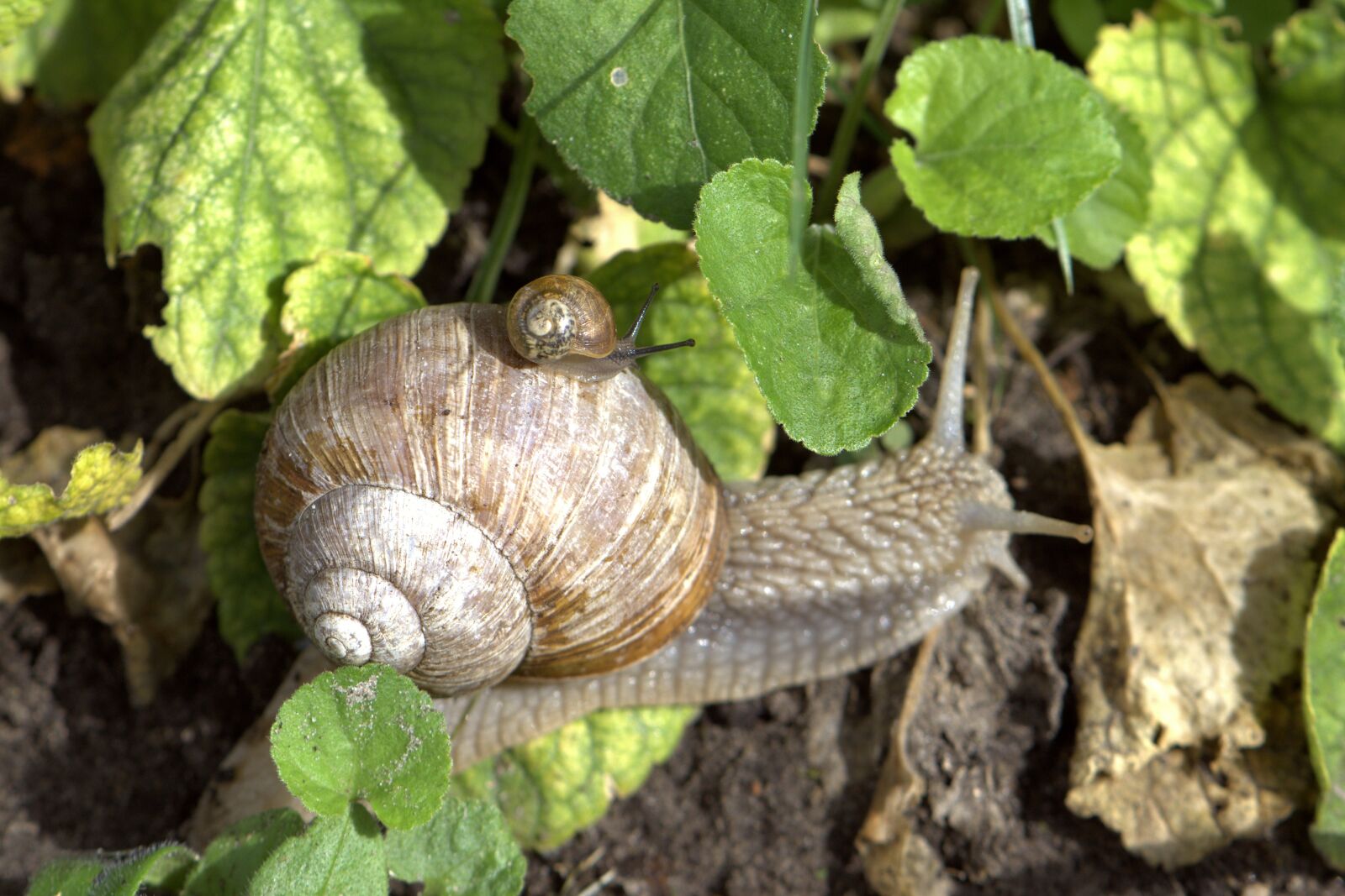 Nikon D5600 sample photo. Snail, mollusk, baby snail photography