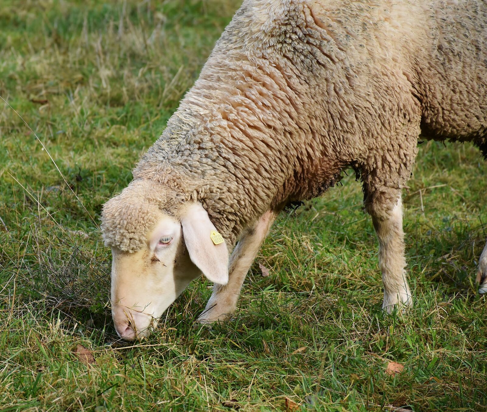 Nikon D7200 sample photo. Sheep, white, animal photography