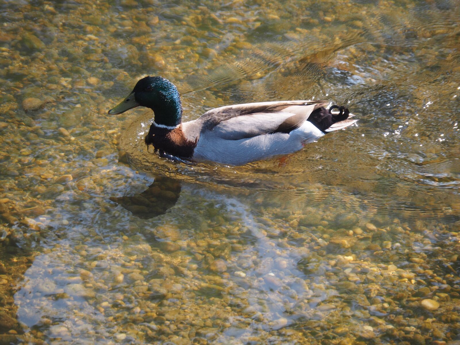 Olympus PEN E-PL7 + Olympus M.Zuiko Digital ED 14-150mm F4-5.6 II sample photo. Duck, aquatic animal, water photography