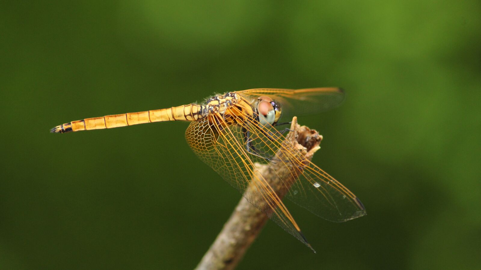 Canon EOS 1300D (EOS Rebel T6 / EOS Kiss X80) sample photo. Dragon fly, black, yellow photography