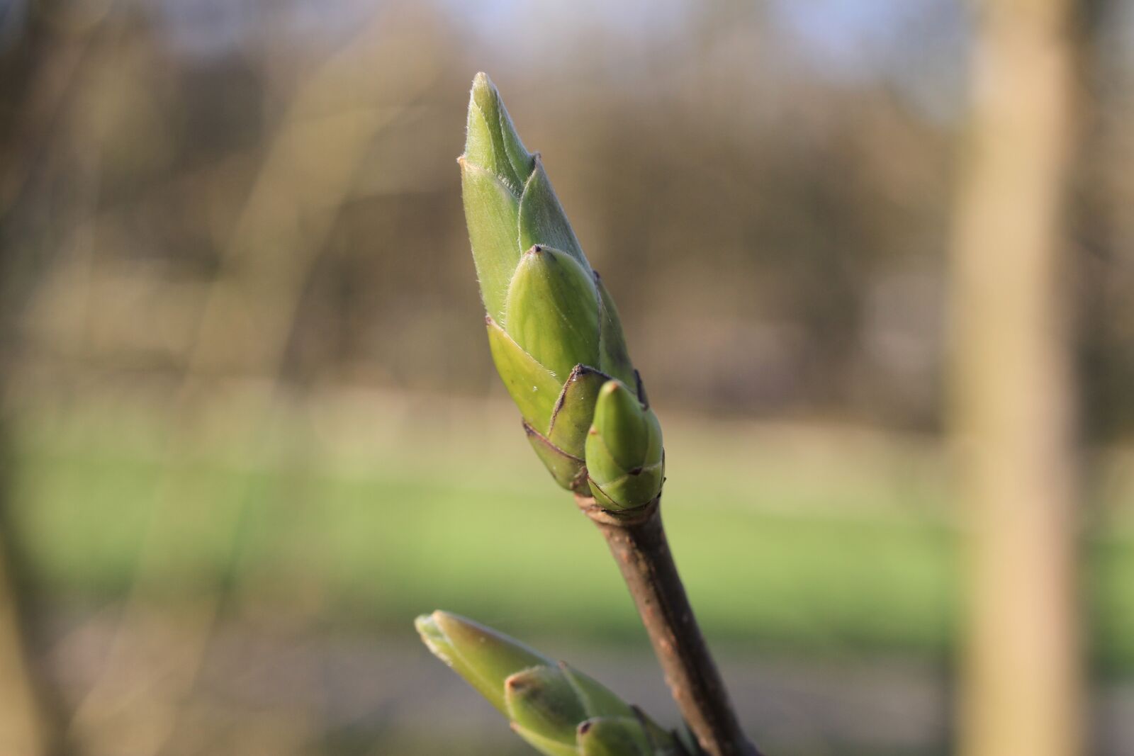 Canon EOS 7D sample photo. Spring, branch, engine photography