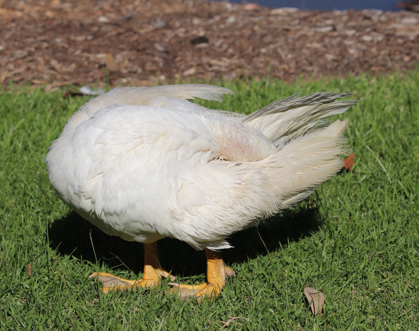 Canon EOS 800D (EOS Rebel T7i / EOS Kiss X9i) sample photo. Duck, bird, poultry photography
