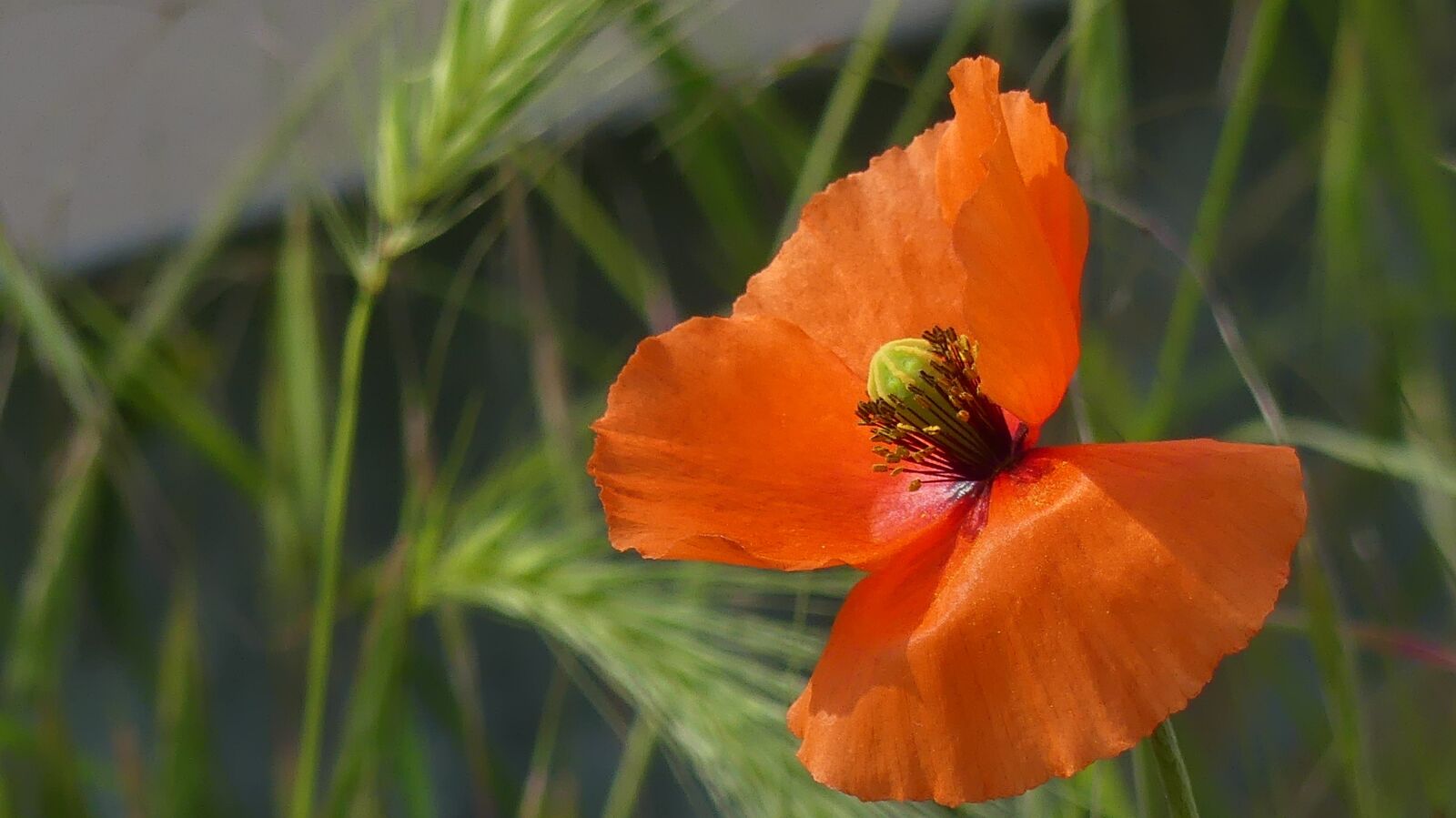 Panasonic Lumix DMC-FZ300 sample photo. Poppy, spring, nature photography
