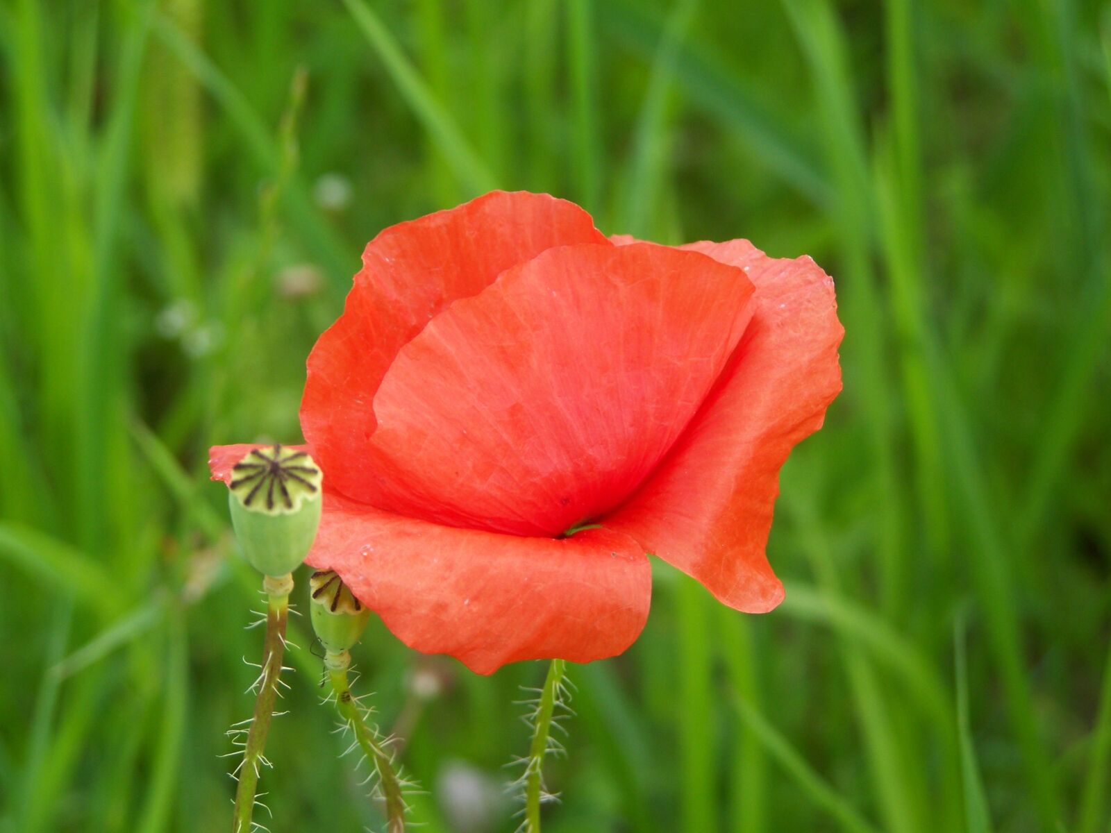 Kodak EASYSHARE ZD710 ZOOM DIGITAL CAMERA sample photo. Red poppy, meadow flower photography