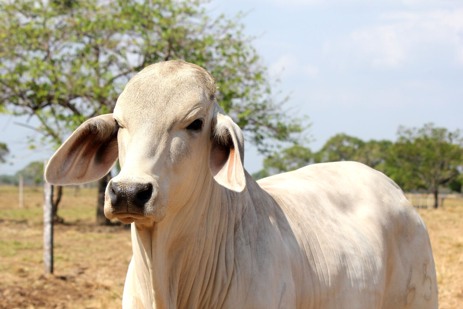 Canon EOS 550D (EOS Rebel T2i / EOS Kiss X4) sample photo. Livestock, bovine, animal photography