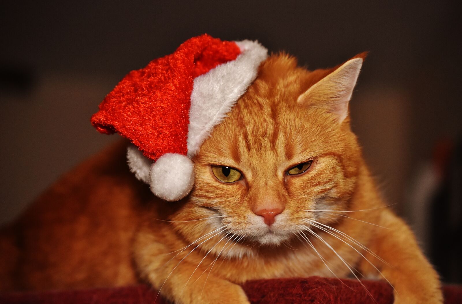 Nikon D7200 sample photo. Cat, red, christmas photography