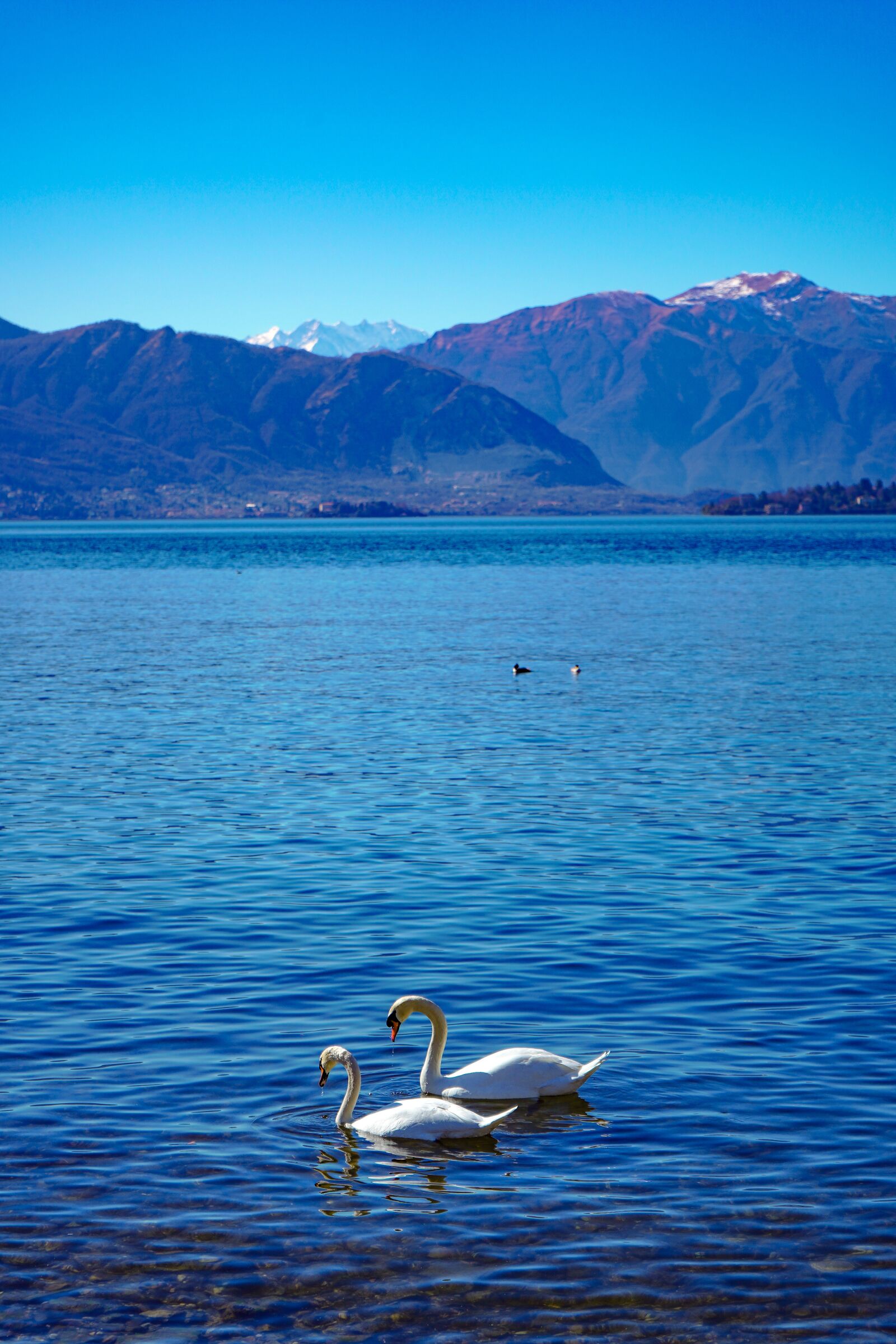 Sony a7 III + Sony FE 28-70mm F3.5-5.6 OSS sample photo. Swans, swan, lake photography