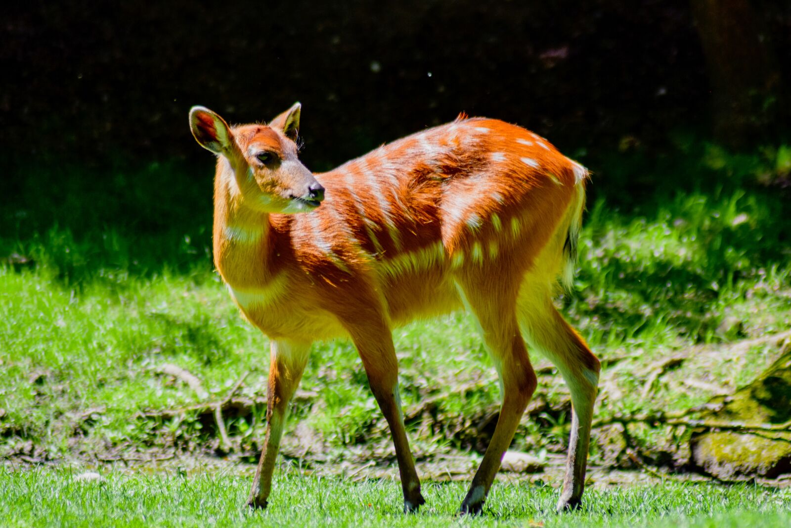 Nikon D5300 sample photo. Brown antelope, forest, tree photography