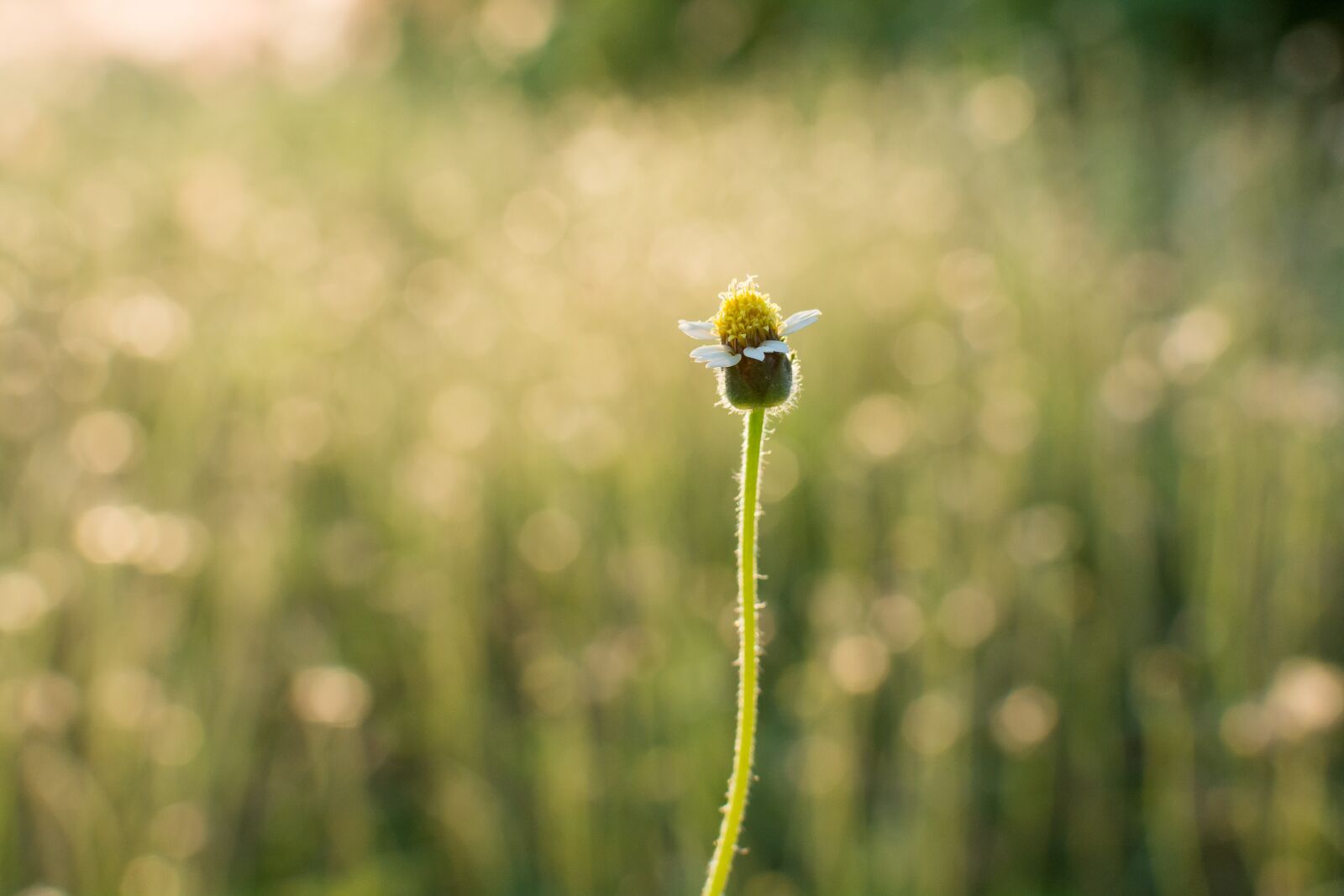 Nikon D7100 sample photo. Flower, green, nature photography