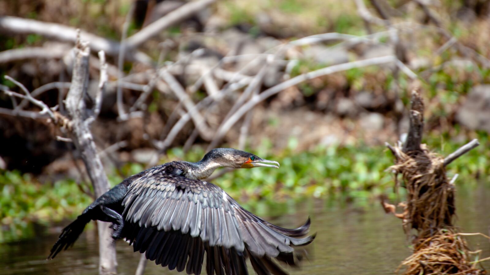 Canon EOS 5D Mark II sample photo. Bird, tree, river photography