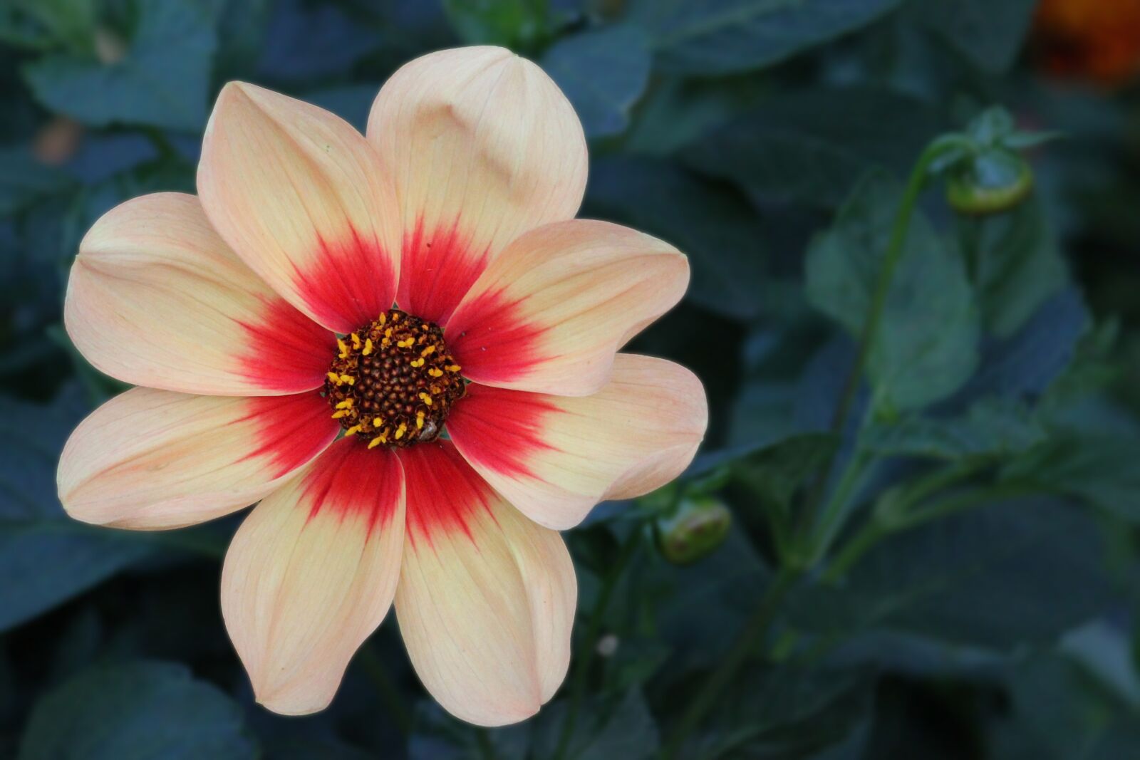 Canon EF-S 55-250mm F4-5.6 IS II sample photo. Dahlia, blossom, bloom photography