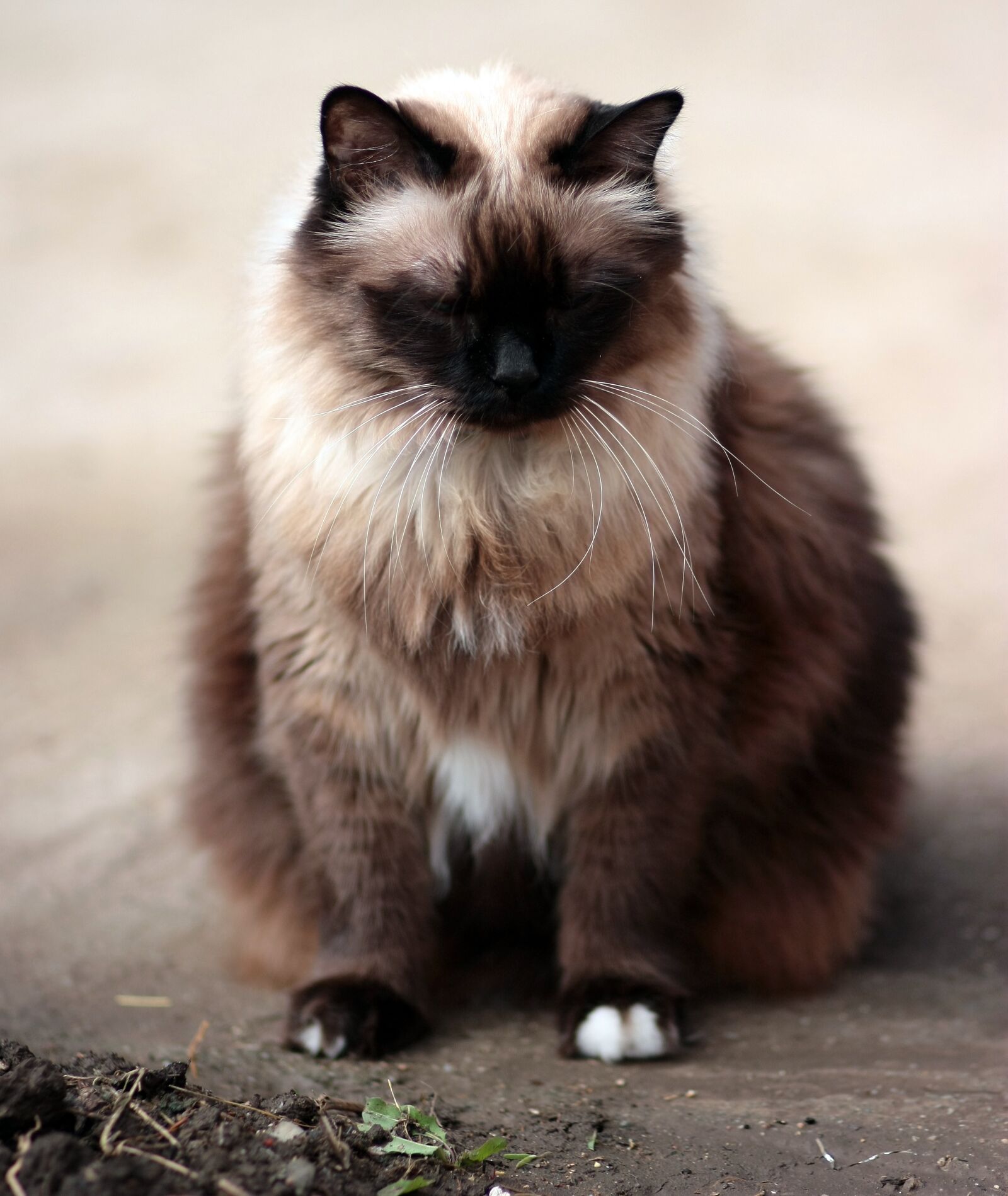 Canon EOS 450D (EOS Rebel XSi / EOS Kiss X2) sample photo. Cat, siamese, fat photography